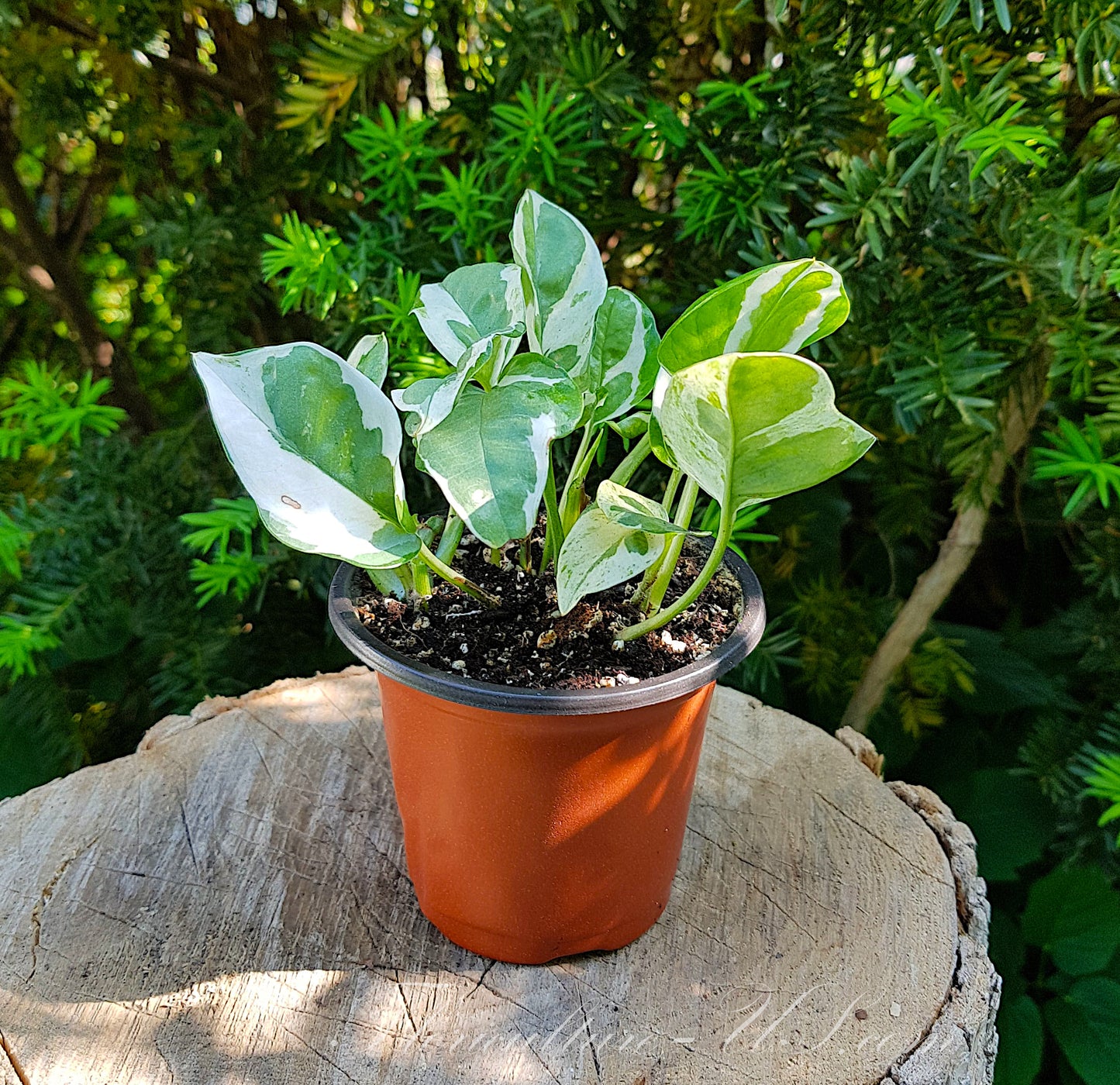 Epipremnum Aureum N'Joy, Live Plant
