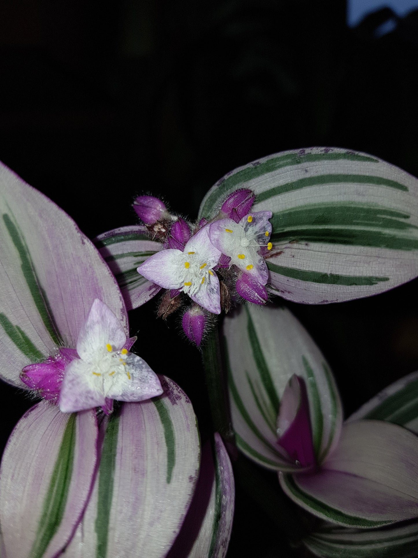 Tradescantia Nanouk, Live Plant