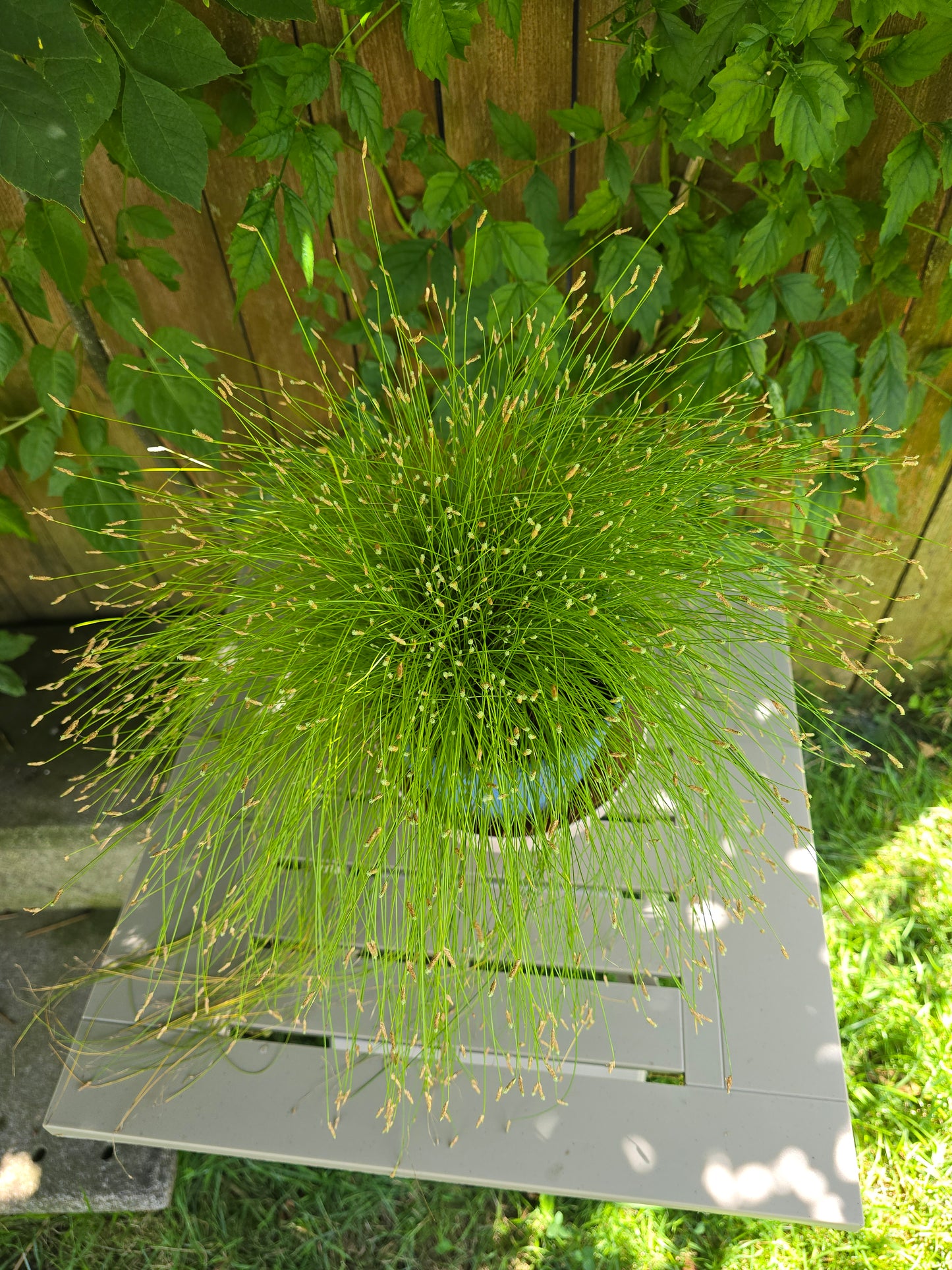 Isolepis Cernua, Herb, Live Plant