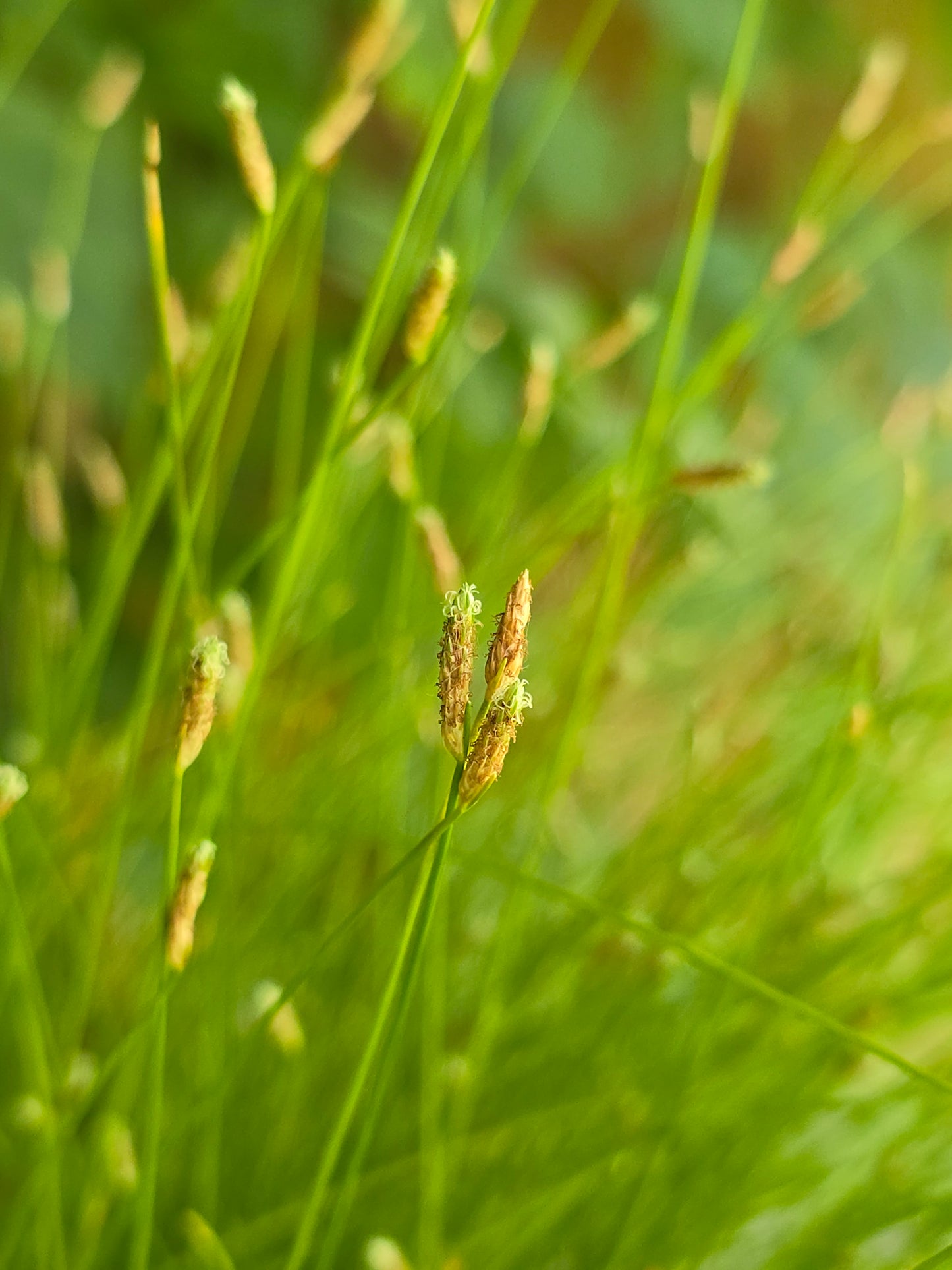 Isolepis Cernua, Herb, Live Plant