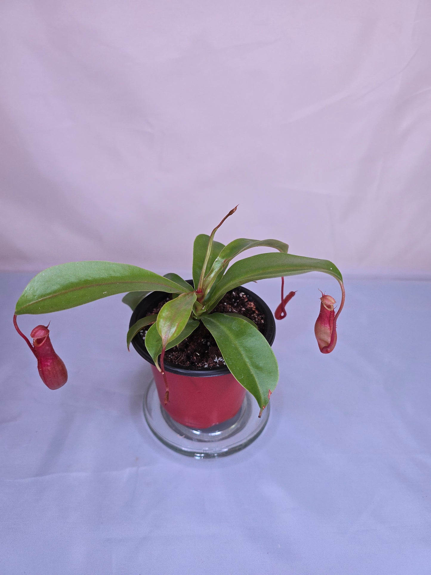 Nepenthes x Ventrata, Pitcher Plant, Live Plant, Carnivorous Plant
