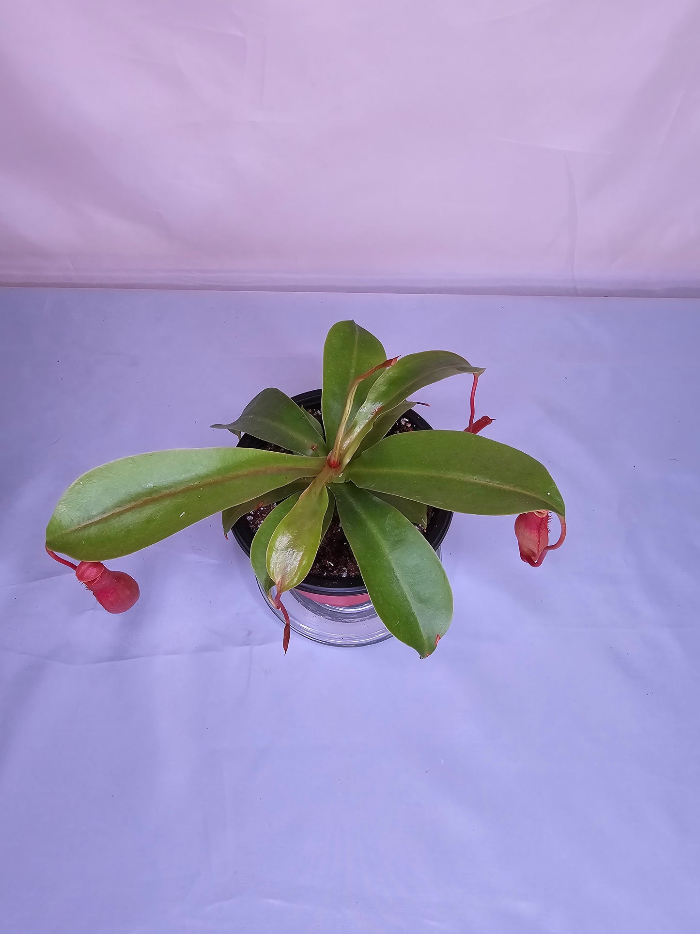 Nepenthes x Ventrata, Pitcher Plant, Live Plant, Carnivorous Plant