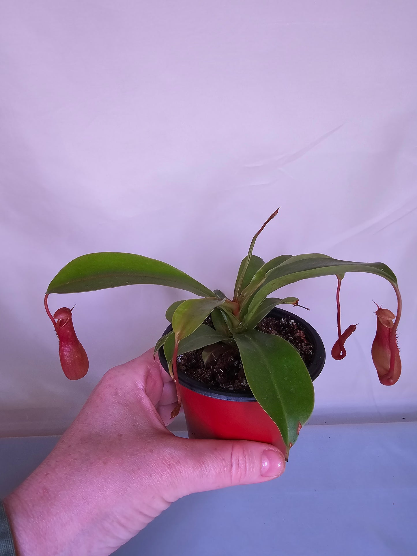 Nepenthes x Ventrata, Pitcher Plant, Live Plant, Carnivorous Plant