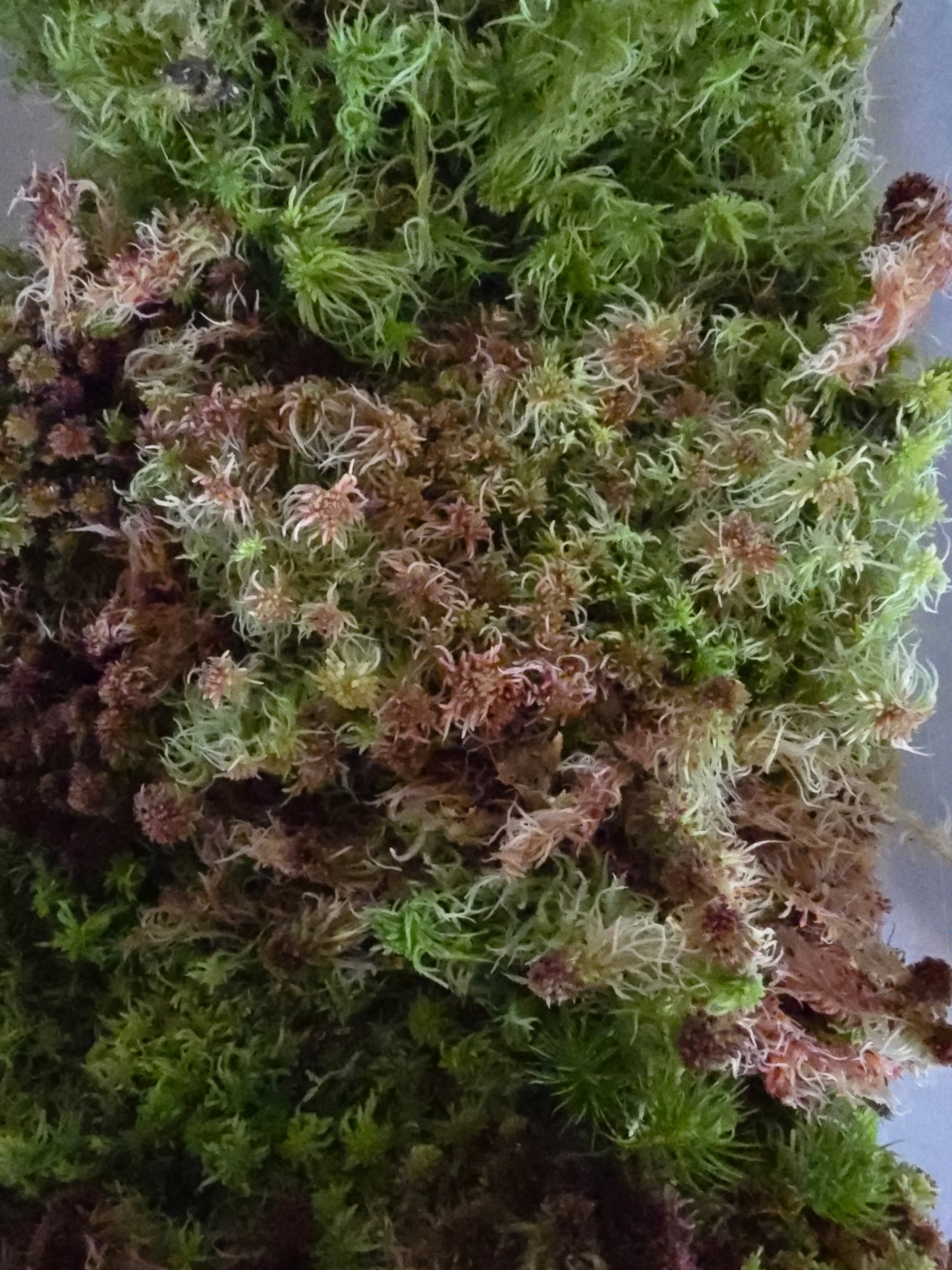 Sphagnum Moss, Live Fresh Sphagnum Moss