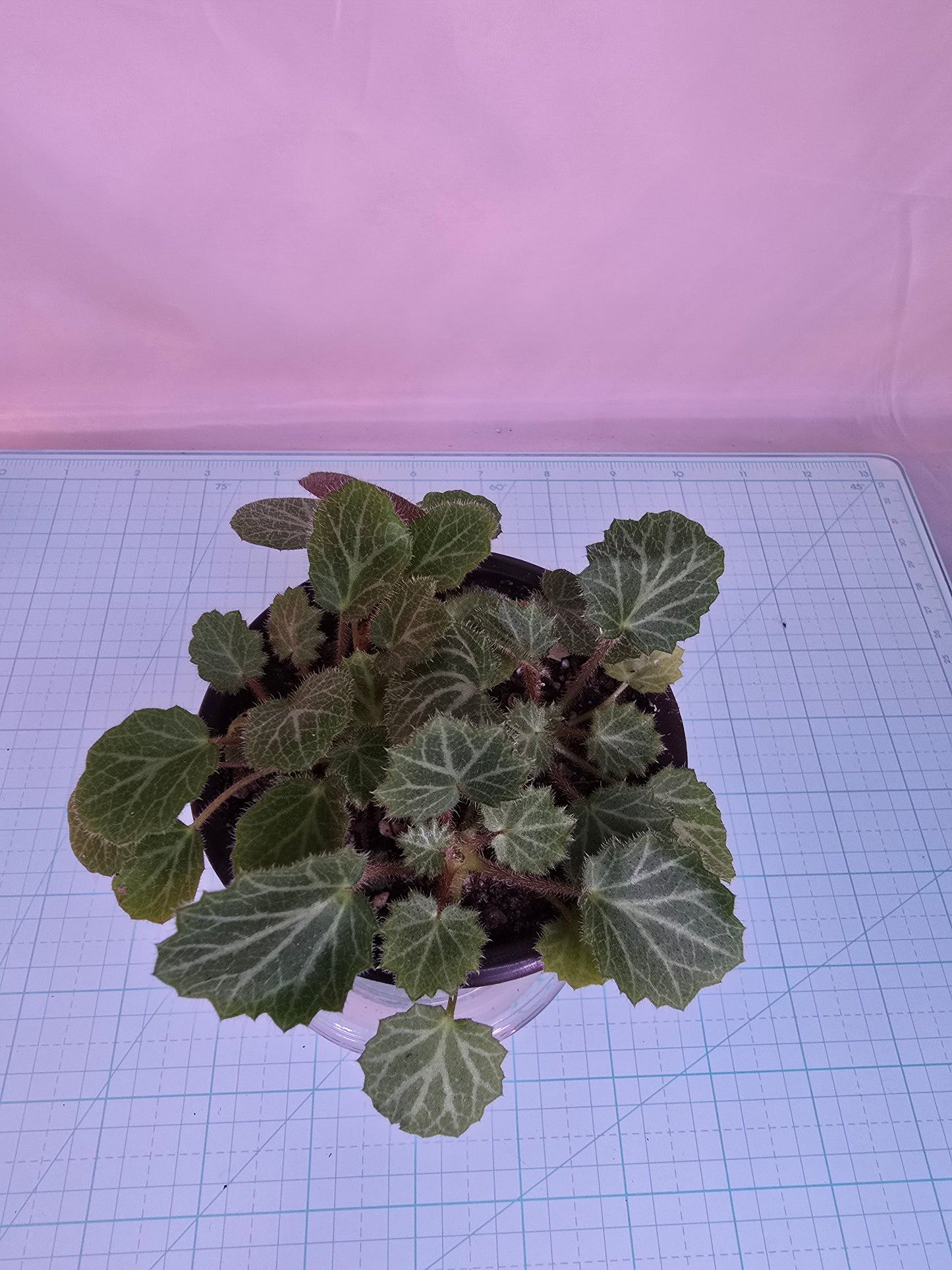 Saxifraga Stolonifera, Strawberry Begonia