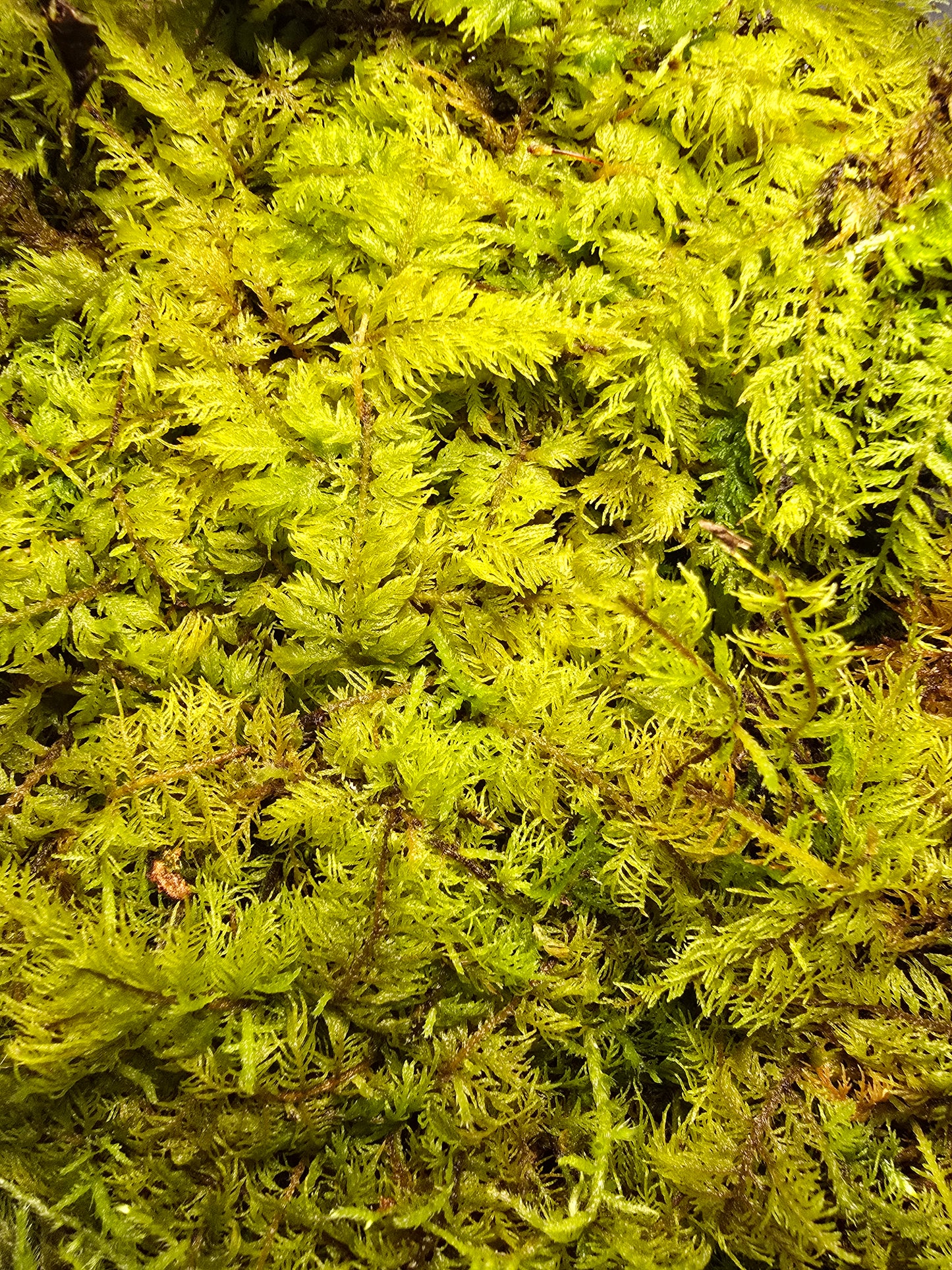 Thuidium Delicatulum, Fern Moss, Live Fresh Sheet Moss