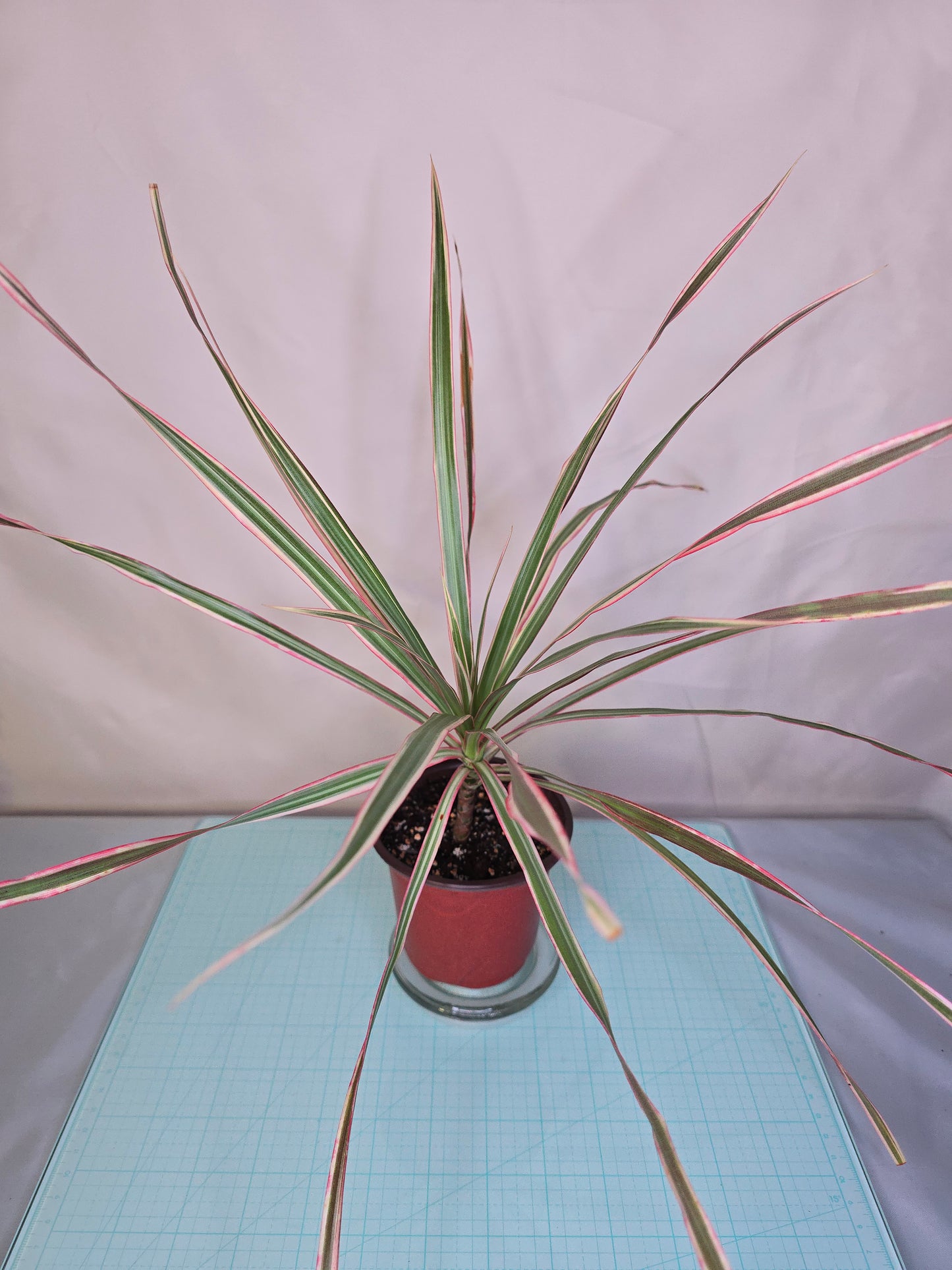 Dracaena Marginata, Dragon Tree