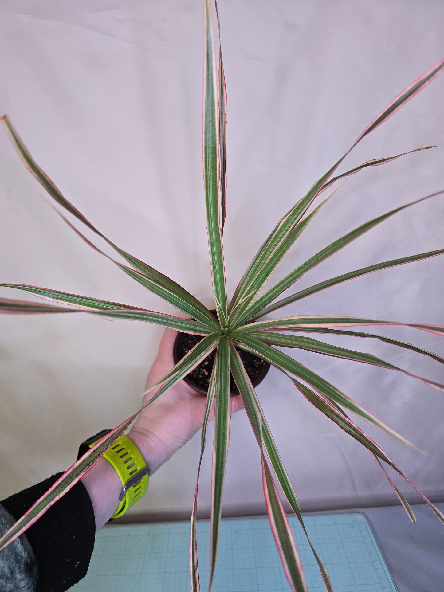 Dracaena Marginata, Dragon Tree