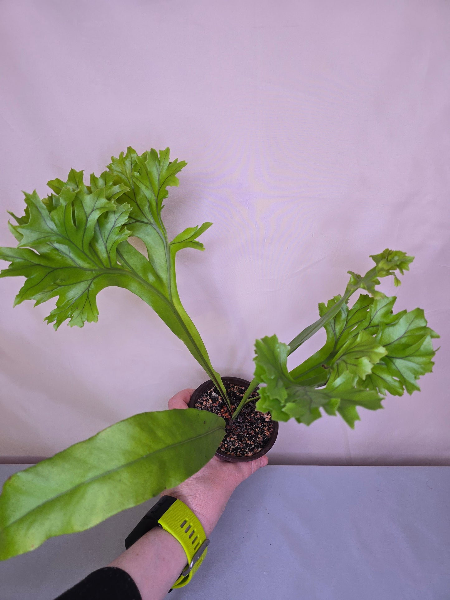 Microsorum Punctatum ‘Grandiceps’, Dwarf Elkhorn Fern