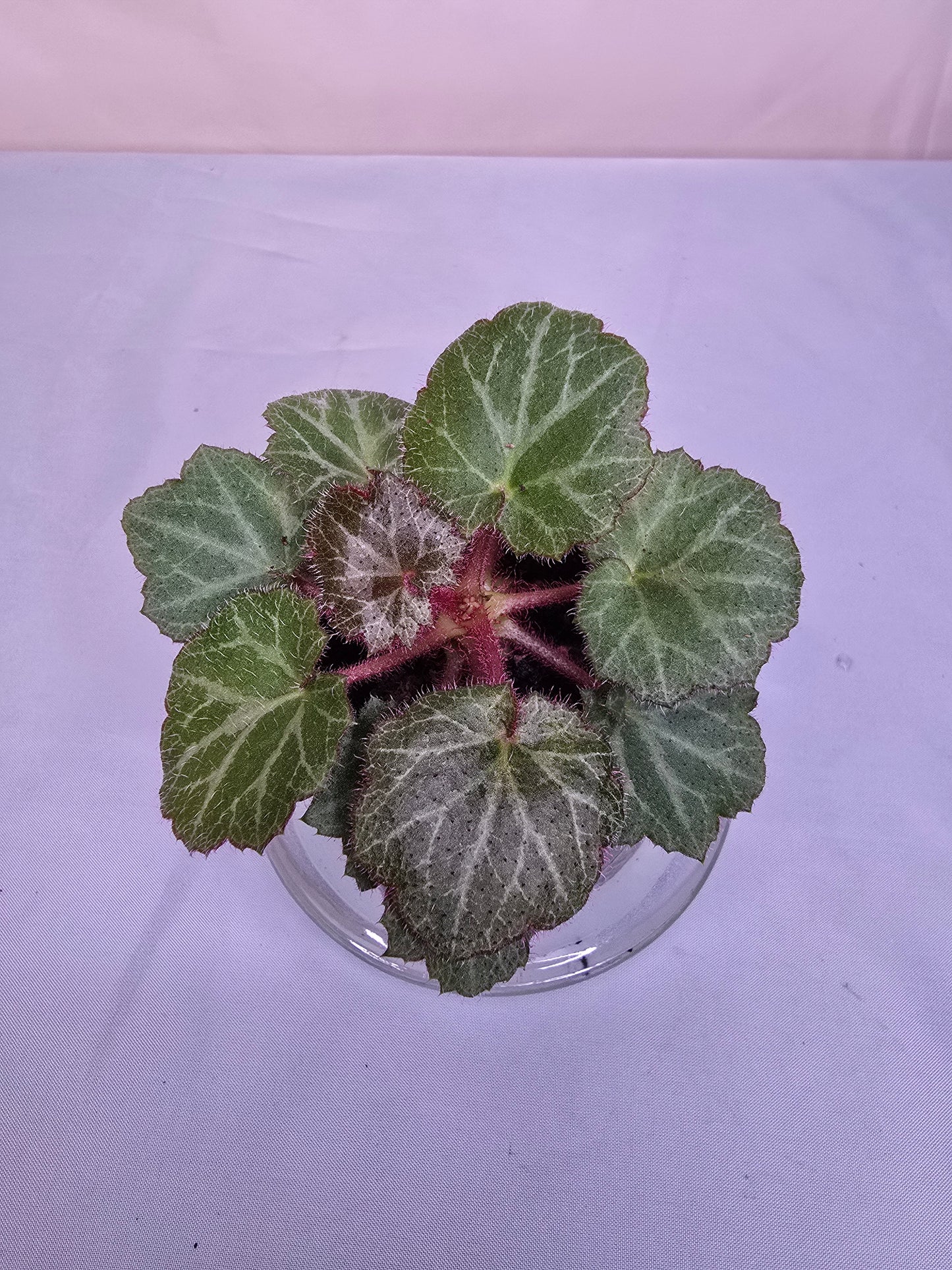 Saxifraga Stolonifera, Strawberry Begonia