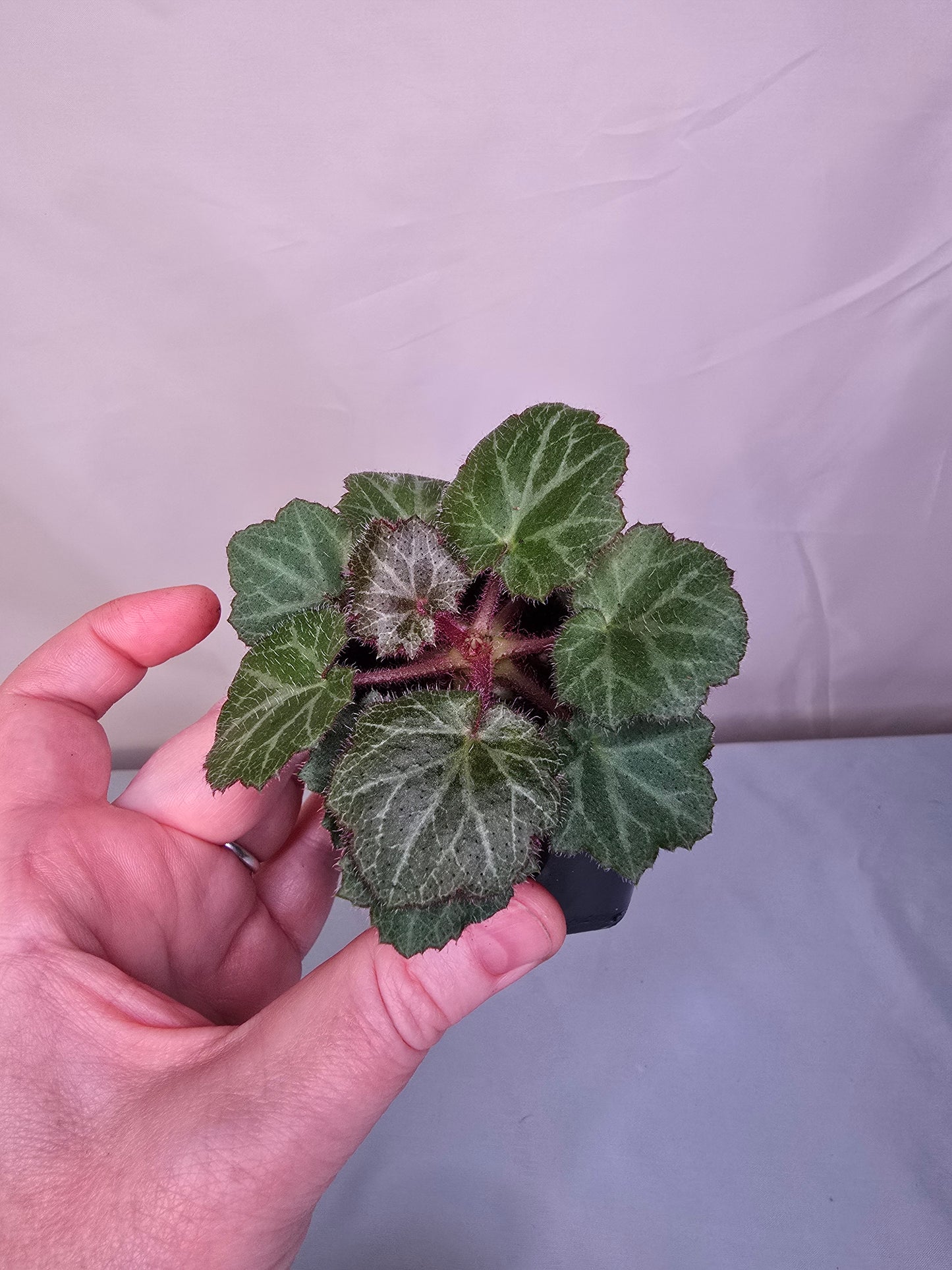 Saxifraga Stolonifera, Strawberry Begonia