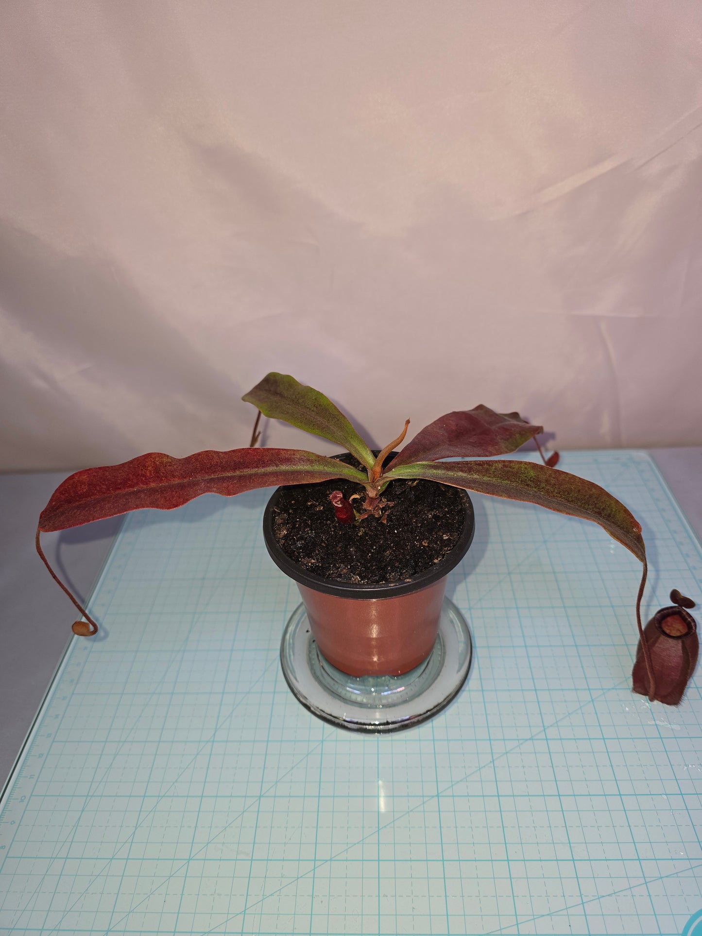 Nepenthes ‘Black Miracle’, Pitcher Plant, Live Plant, Carnivorous Plant