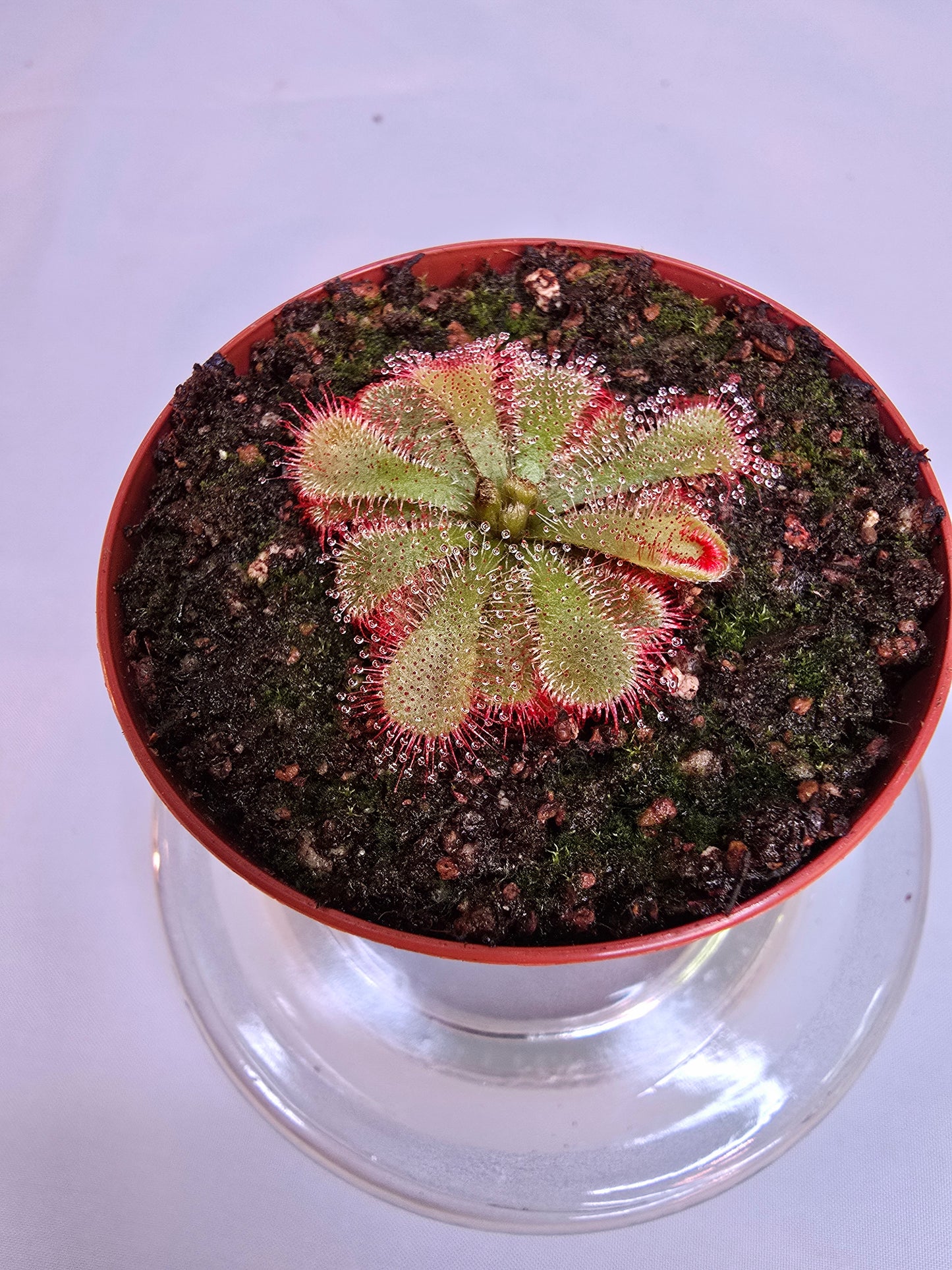 Drosera Aliciae, Sundew, Live Plant