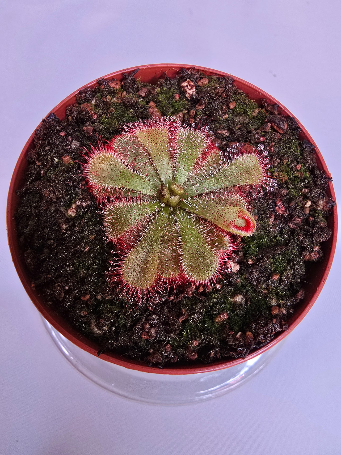 Drosera Aliciae, Sundew, Live Plant