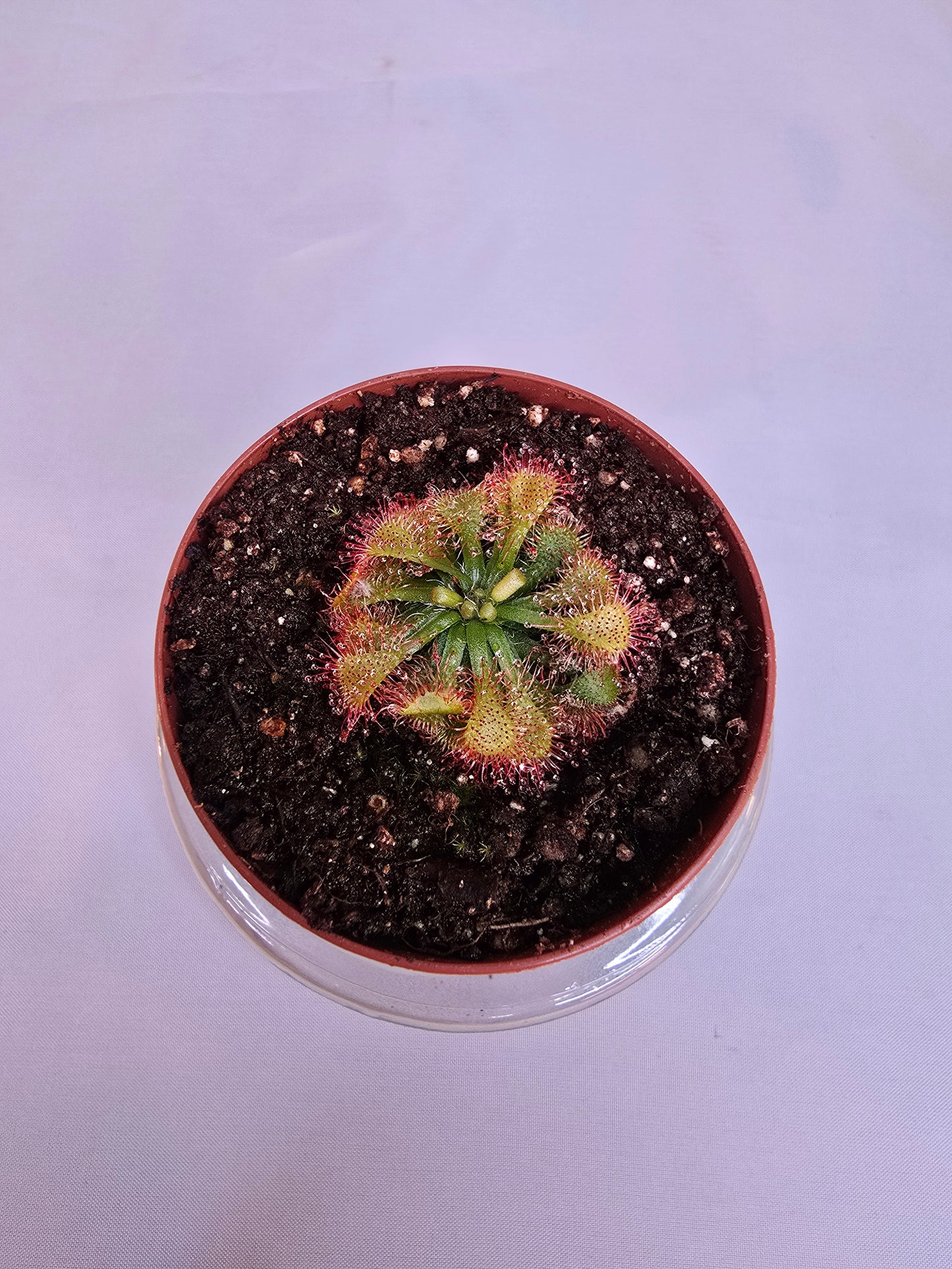 Drosera Capillaris, Sundew, Live Plant