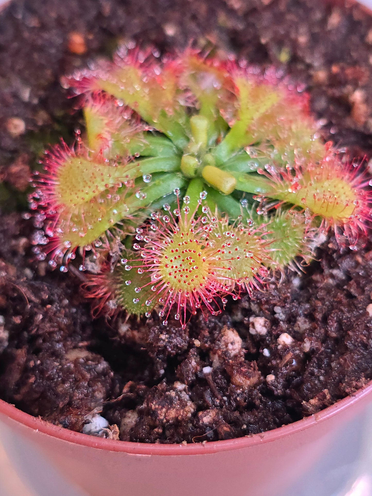 Drosera Capillaris, Sundew, Live Plant
