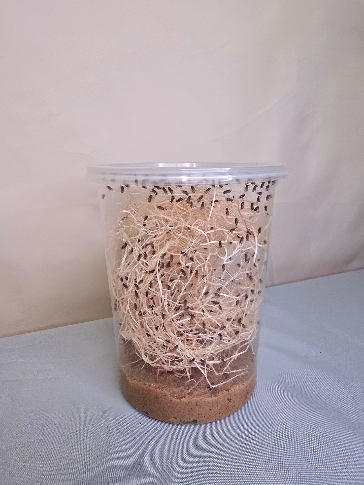 Drosophila Hydei Fruit Fly Culture, feeder insects for carnivorous