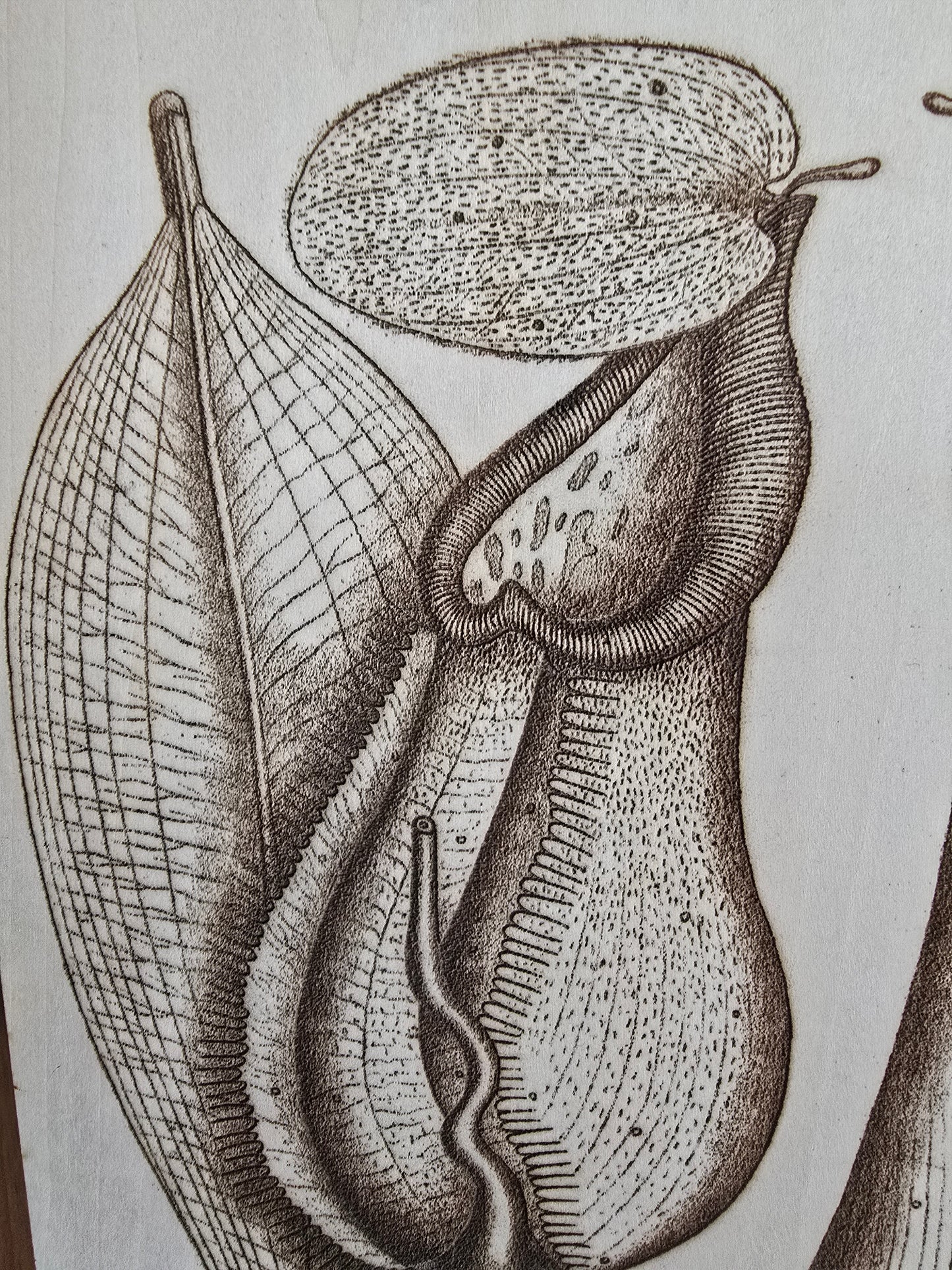 Laser engraved wood picture, Nepenthes, plywood (11 3/4 x 8 x 1/8 in)
