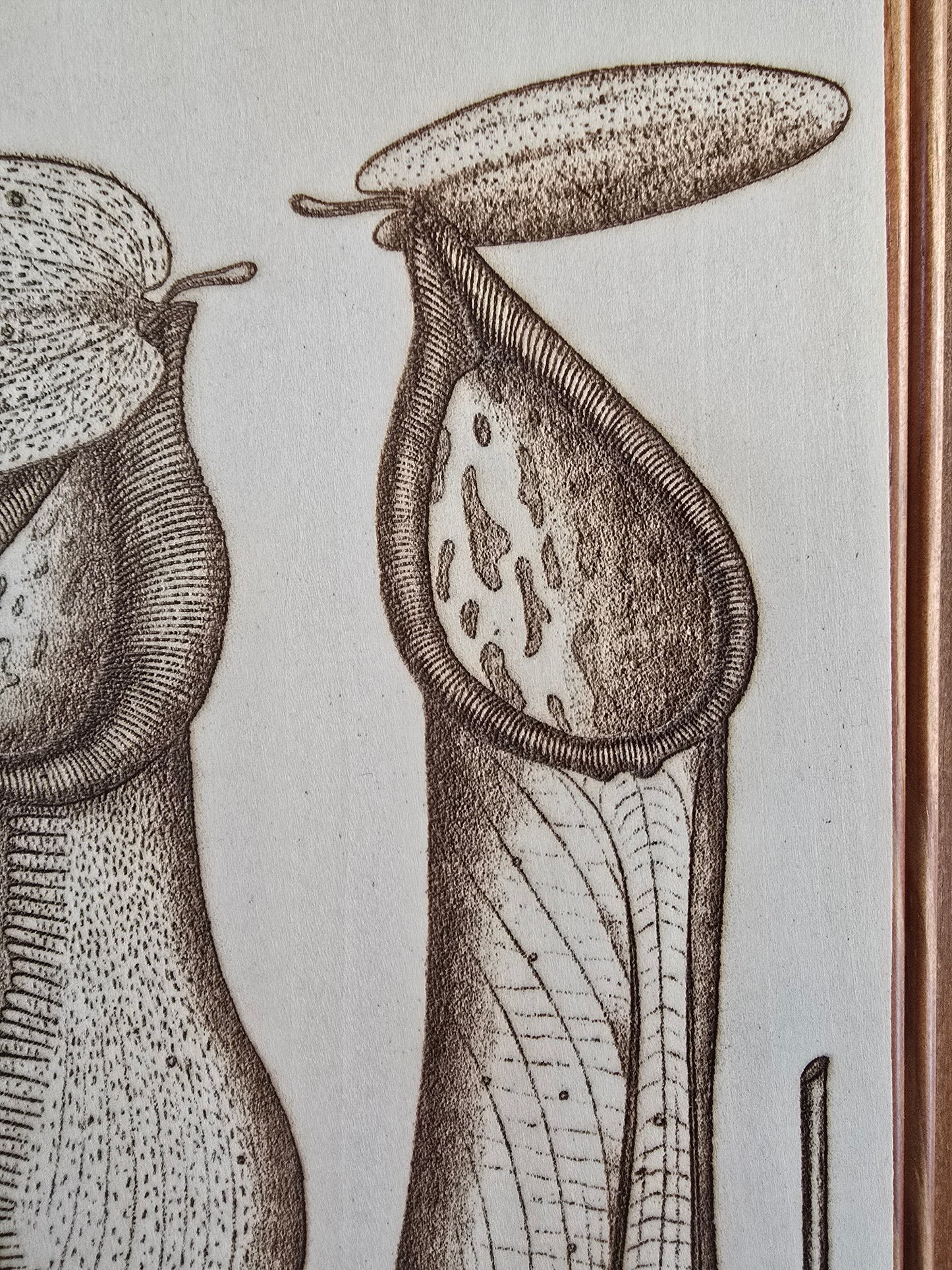 Laser engraved wood picture, Nepenthes, plywood (11 3/4 x 8 x 1/8 in)