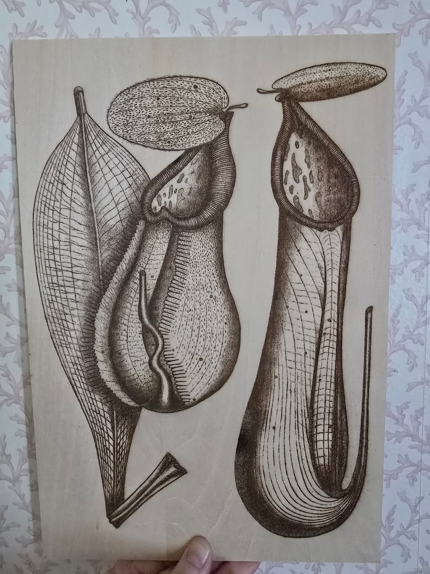 Laser engraved wood picture, Nepenthes, plywood (11 3/4 x 8 x 1/8 in)