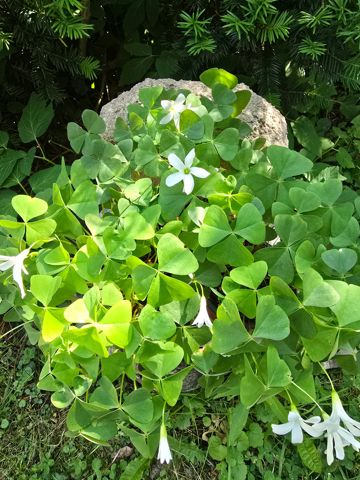 Oxalis Regnellii, Green Shamrock Live Plant, White Flower