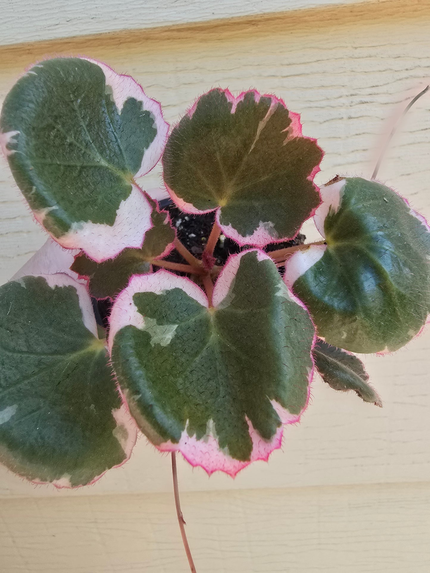 Saxifraga Stolonifera 'Tricolor', 3.5'', Variegated Strawberry Begonia, Live Plant