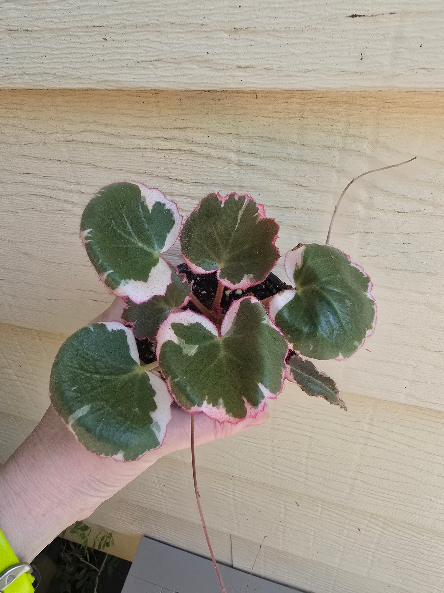Saxifraga Stolonifera 'Tricolor', 3.5'', Variegated Strawberry Begonia, Live Plant
