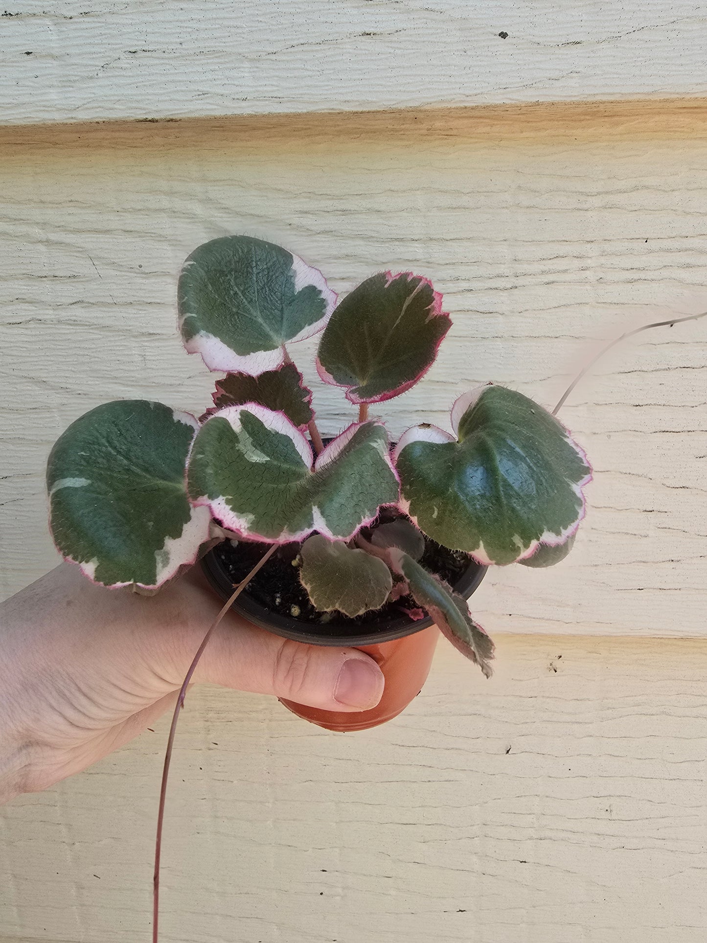 Saxifraga Stolonifera 'Tricolor', 3.5'', Variegated Strawberry Begonia, Live Plant