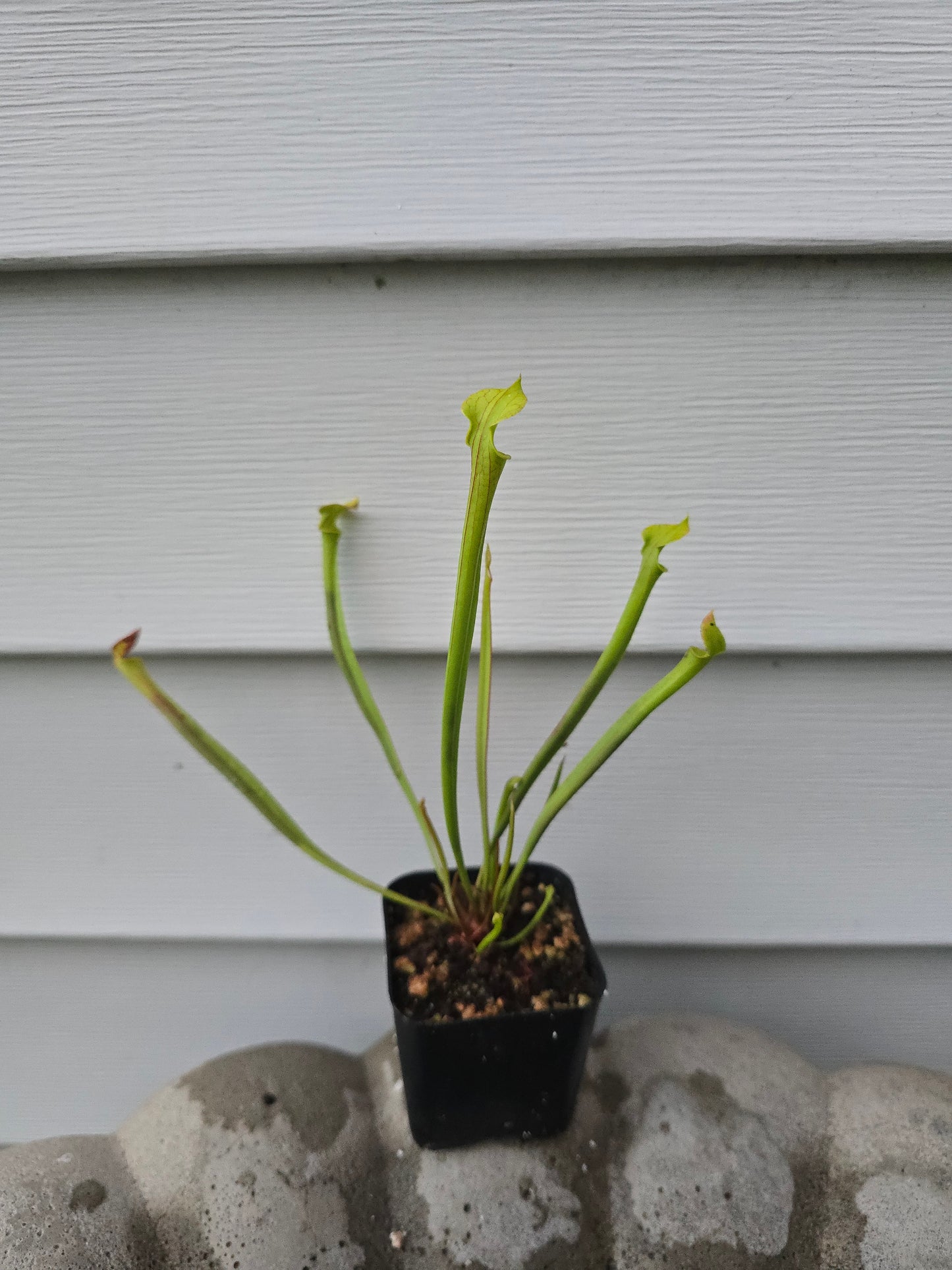 Sarracenia Flava, Live plant, Pitcher plant