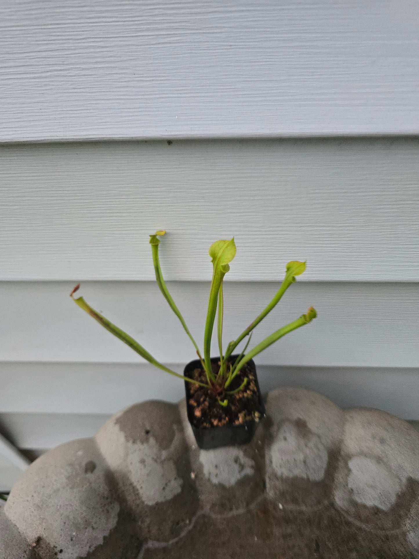 Sarracenia Flava, Live plant, Pitcher plant
