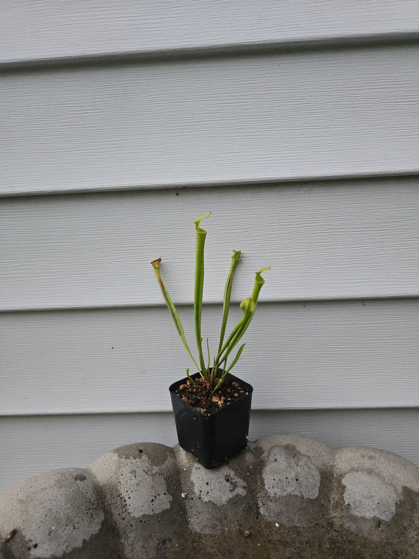 Sarracenia Flava, Live plant, Pitcher plant