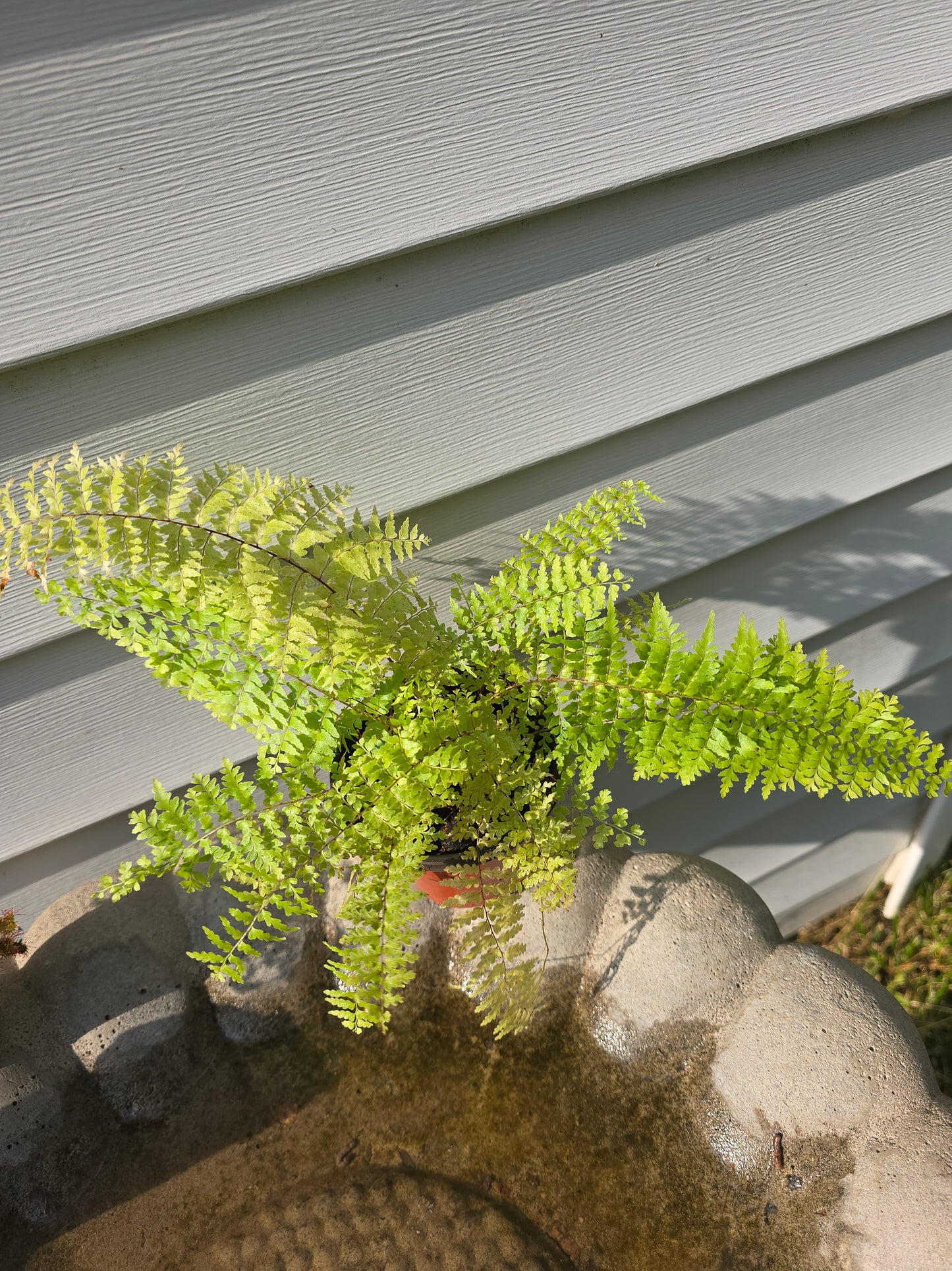 Nephrolepis Exaltata 'Green Fantasy', Fern