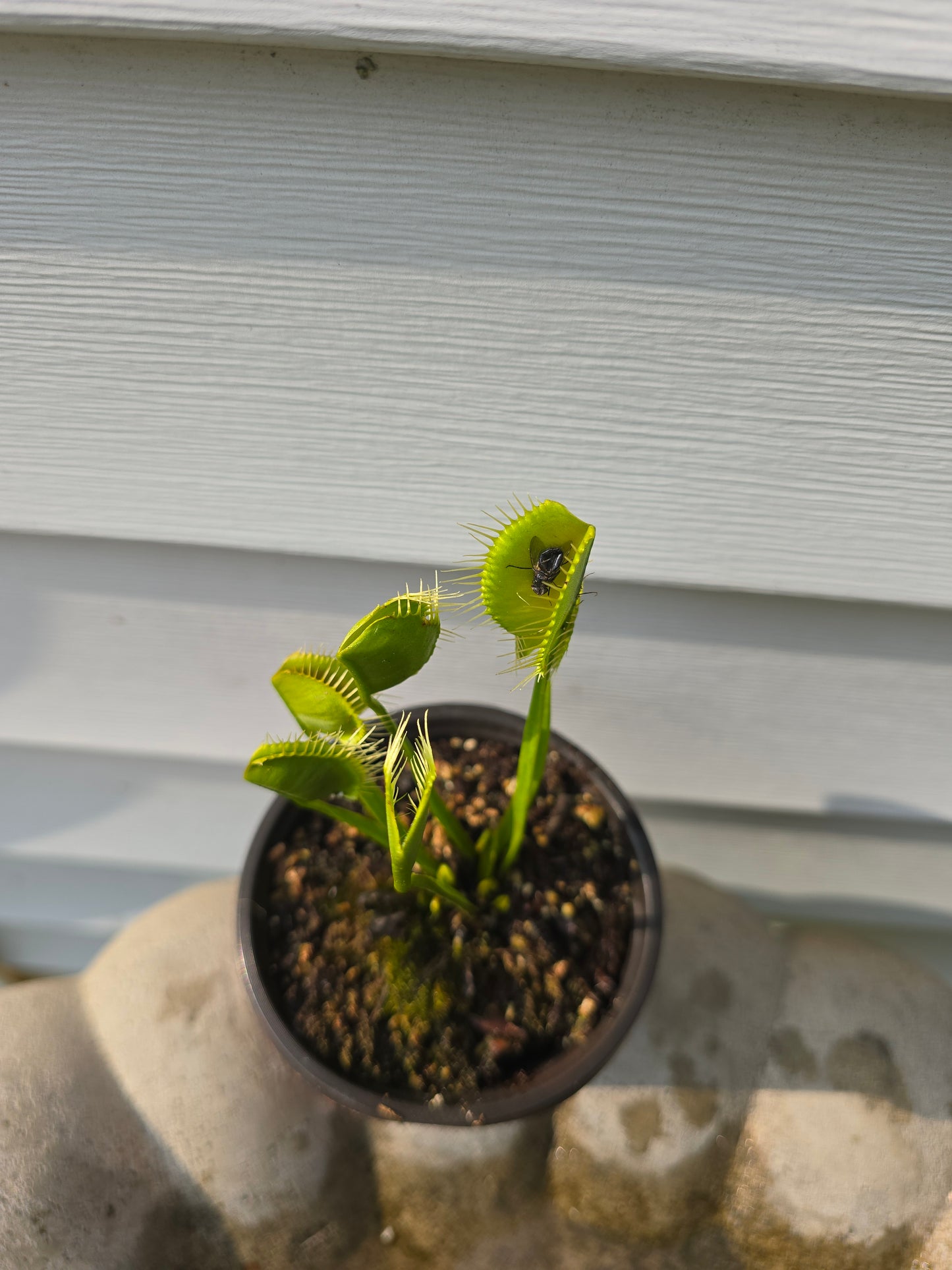 Dionaea muscipula ''WIP Slim Snapper'', 3.5'', Venus flytrap, Live Plant