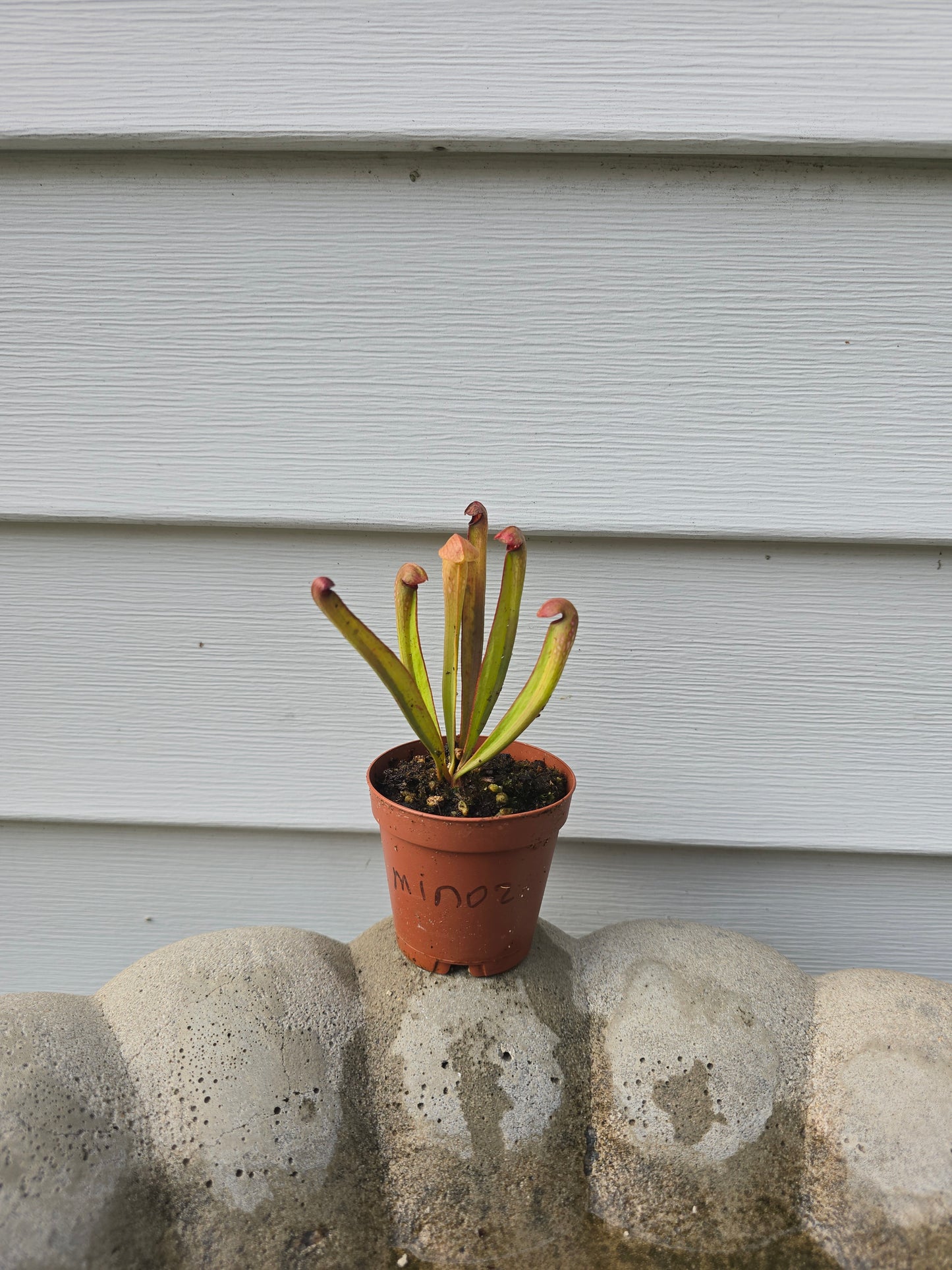Sarracenia Minor, 2", Purple Pitcher Plant, Live Plant