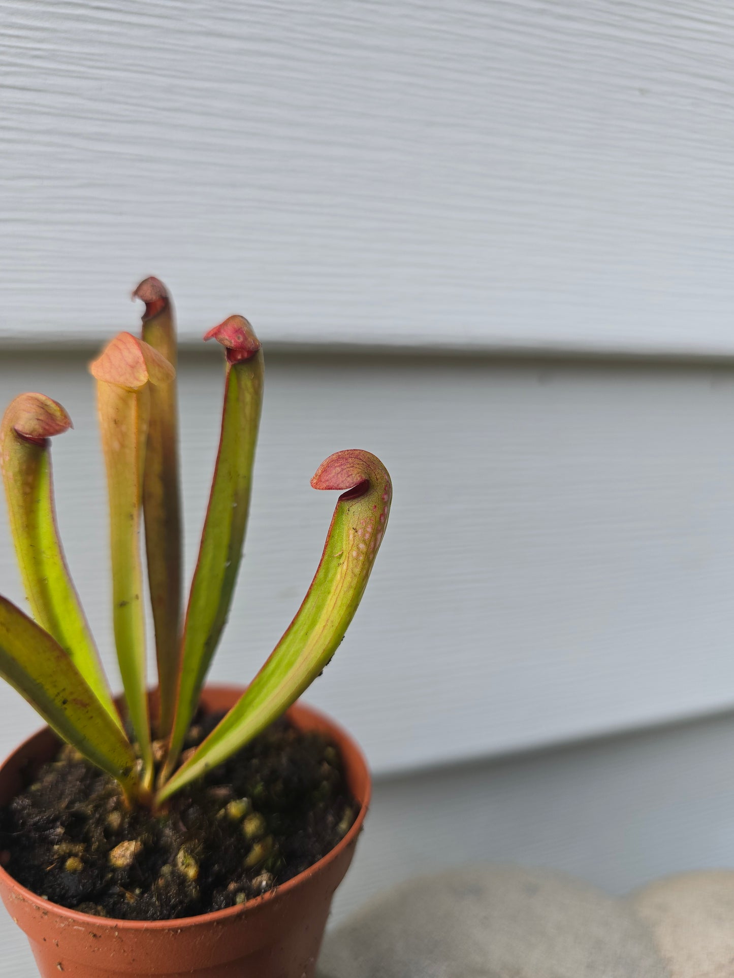 Sarracenia Minor, 2", Purple Pitcher Plant, Live Plant