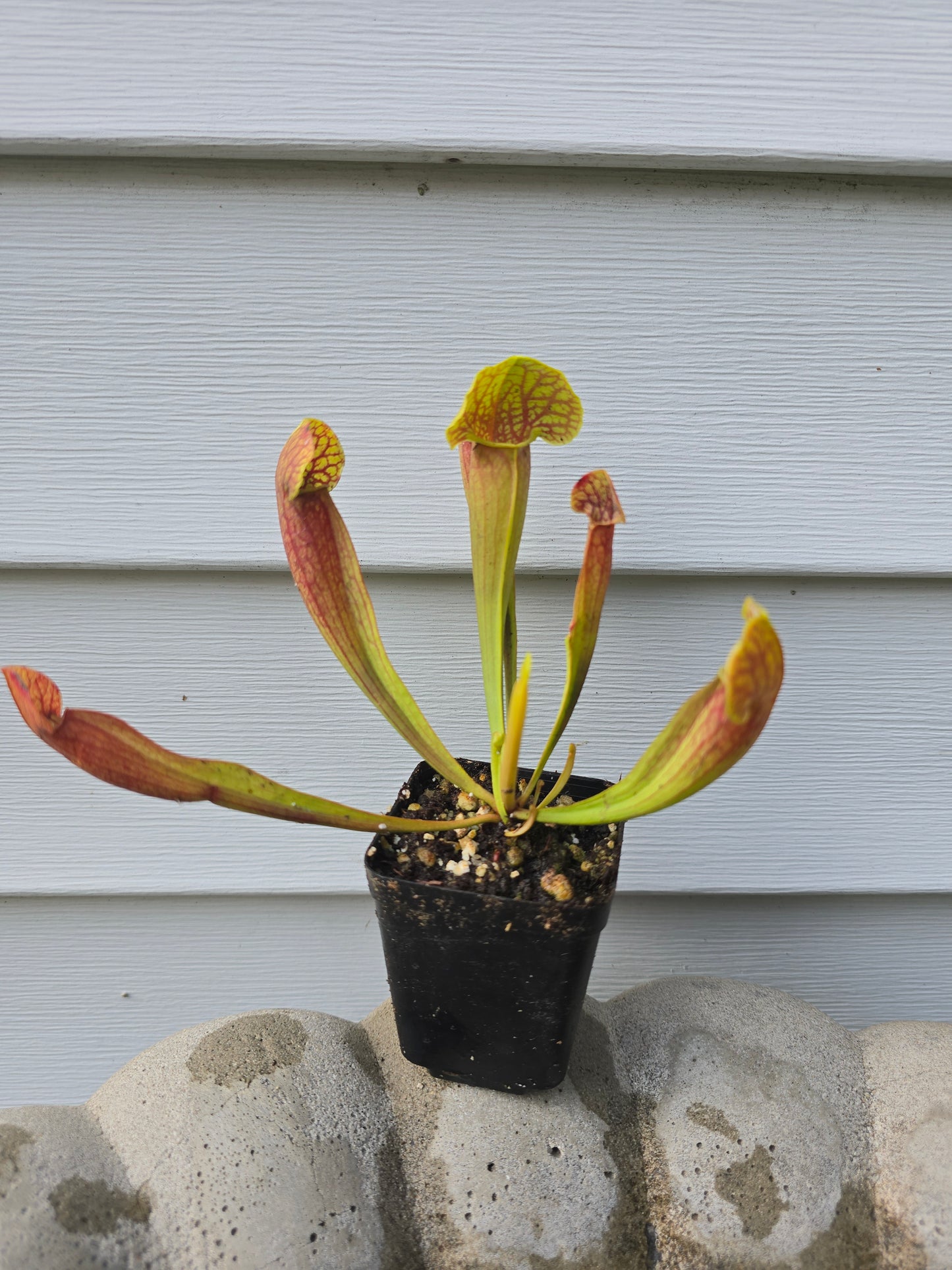 Sarracenia 'Barba Green', 2", Live Plant, Pitcher plant