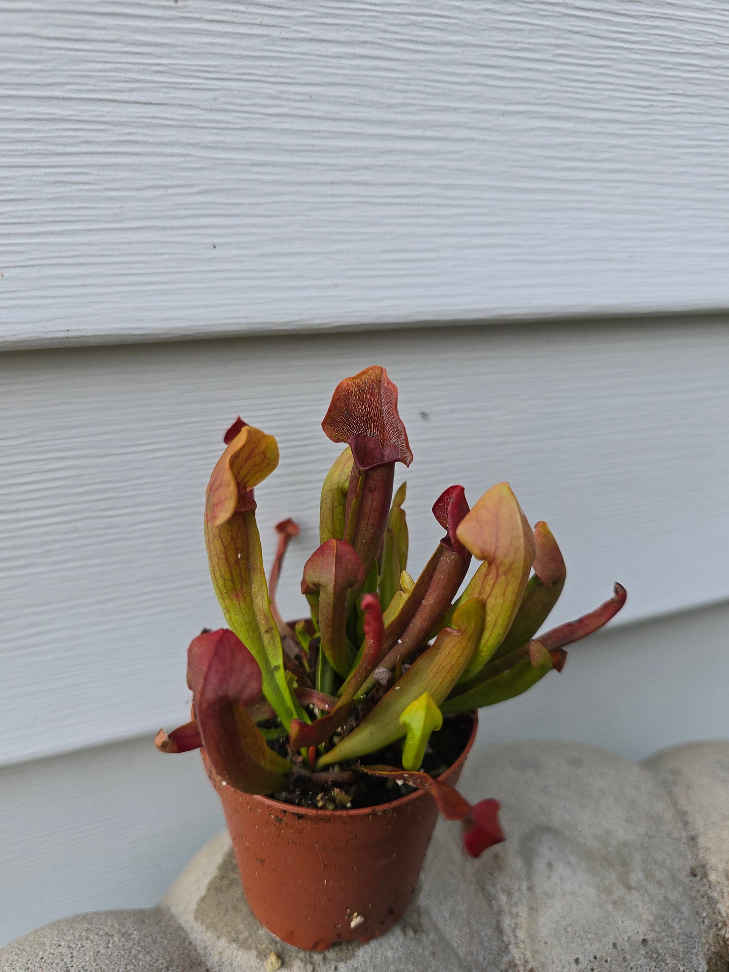 Sarracenia x Chelsonii, 2", Live Plant, Pitcher plant