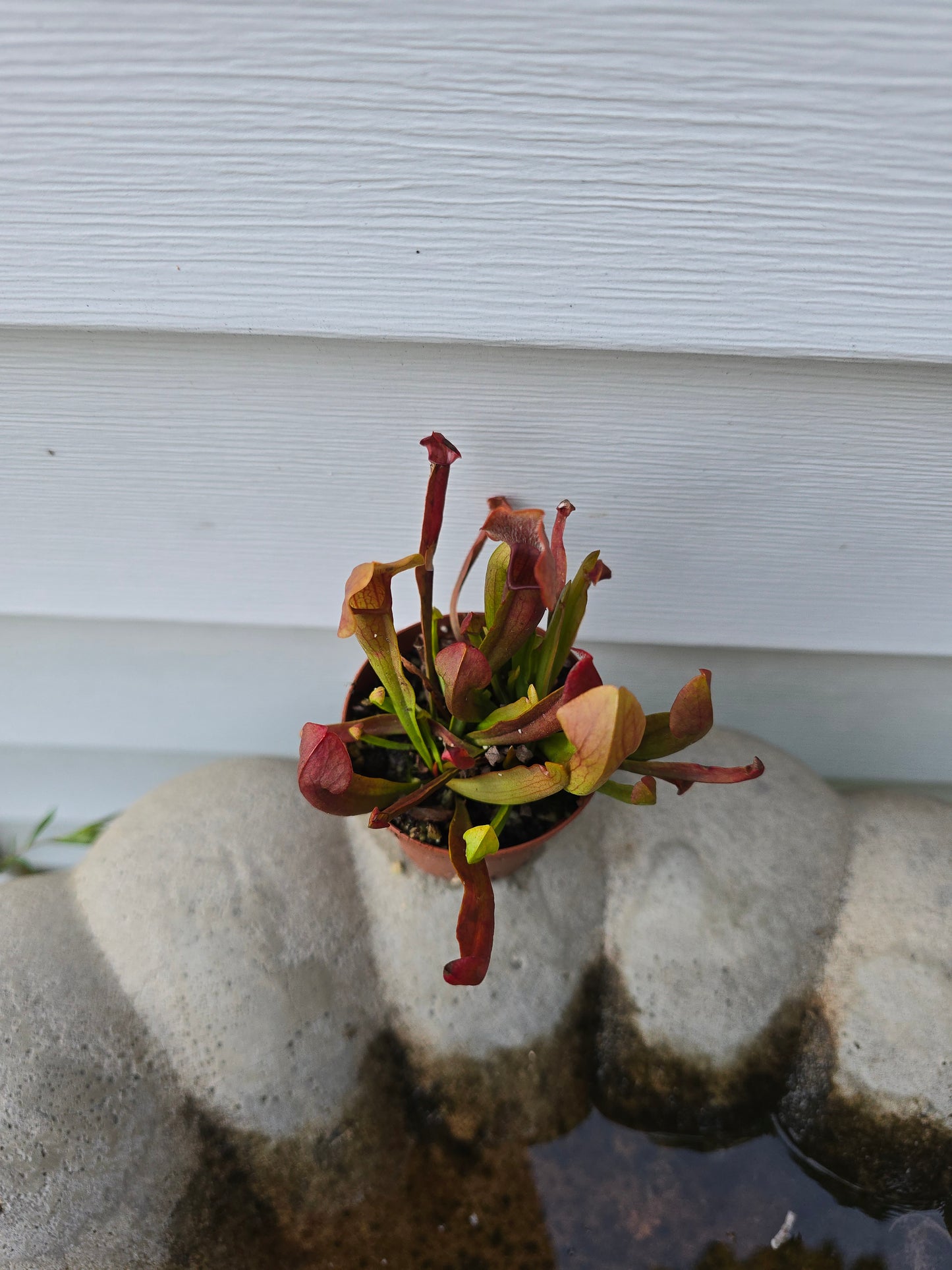 Sarracenia x Chelsonii, 2", Live Plant, Pitcher plant