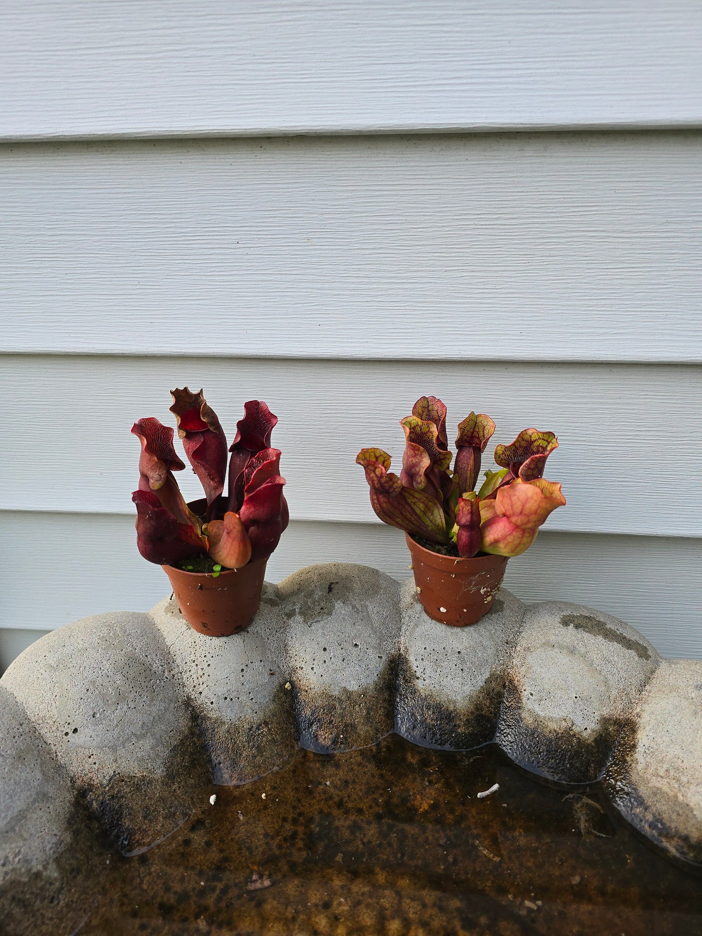Sarracenia Purpurea, Live plant, Pitcher plant