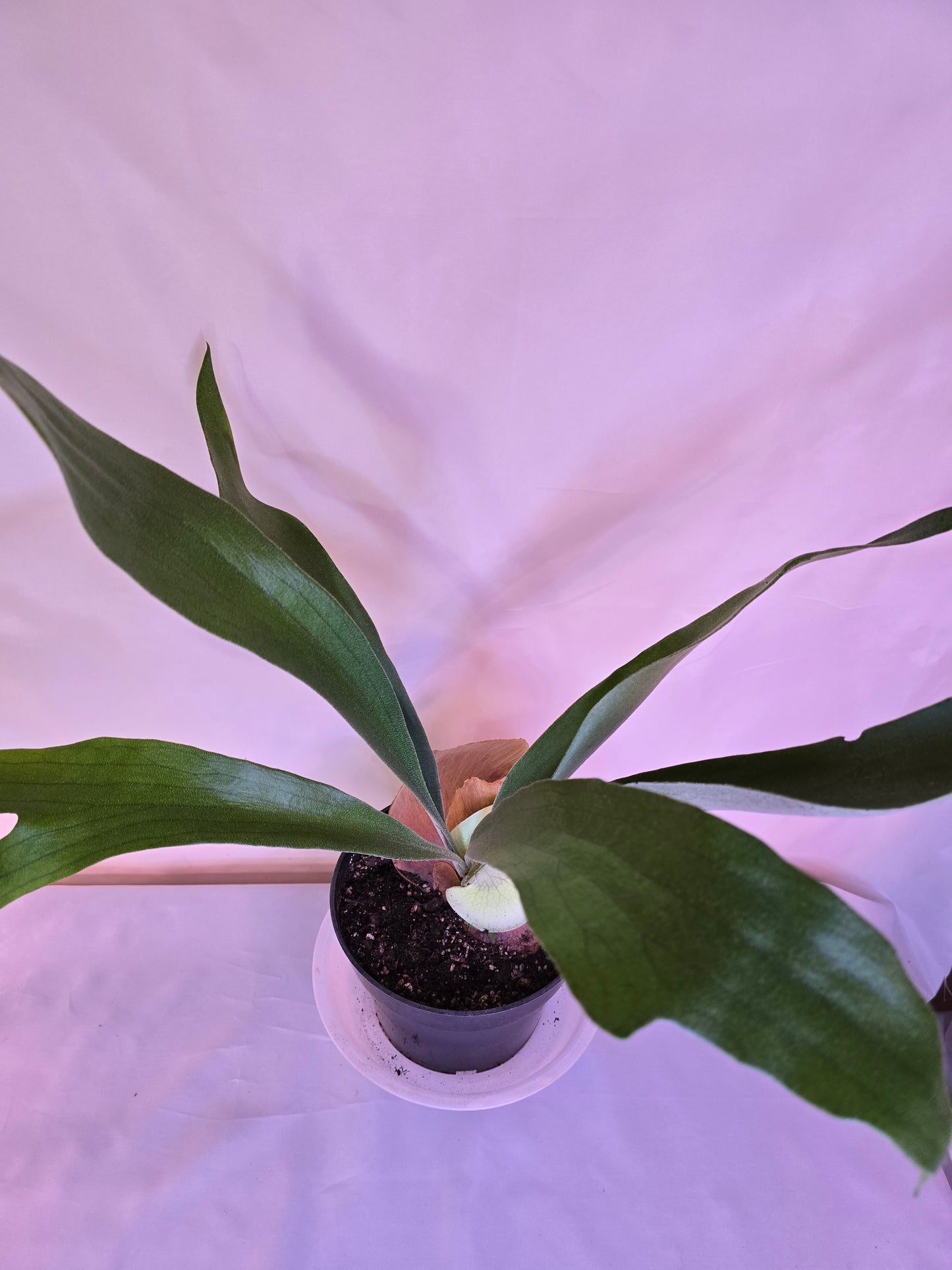 Platycerium Bifurcatum, Staghorn Fern, 6'', Fern, Live Plant
