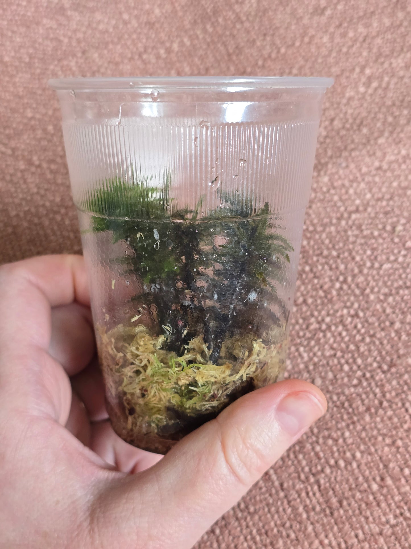 American Tree Moss, 10 pcs, Climacium Dendroides