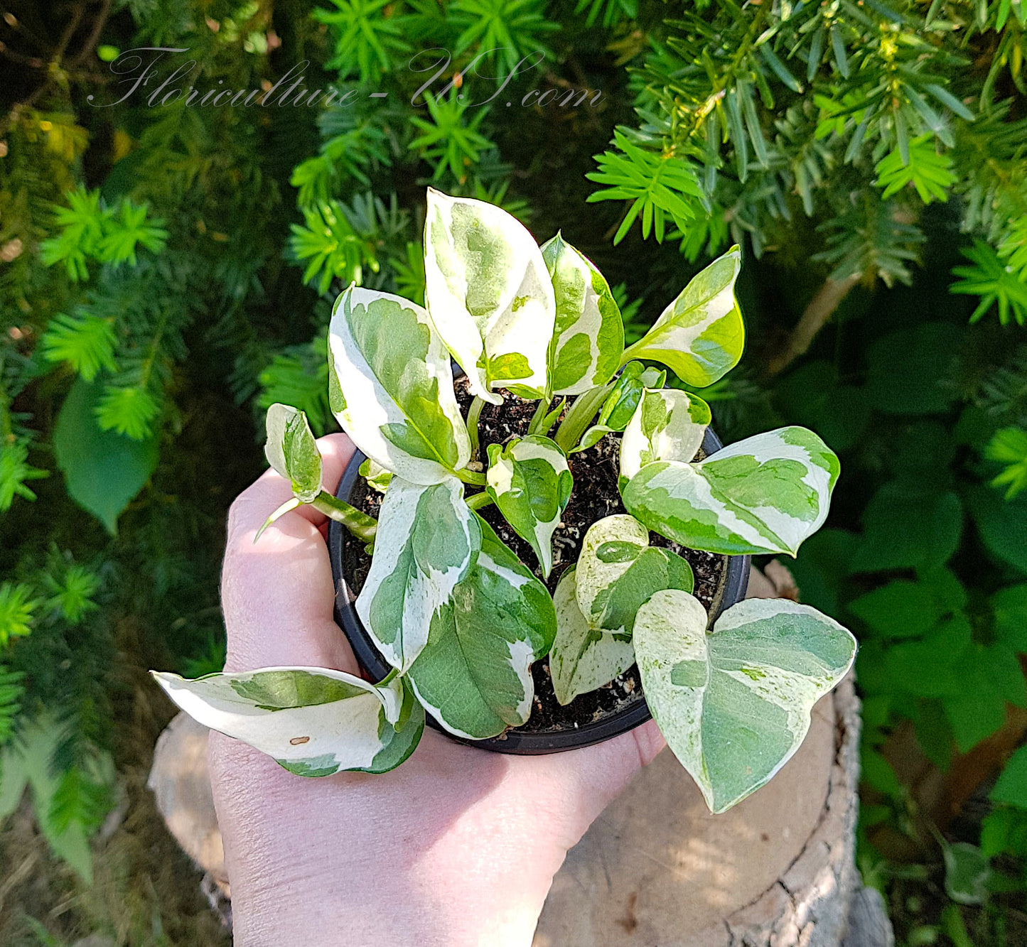 Epipremnum Aureum N'Joy, Live Plant
