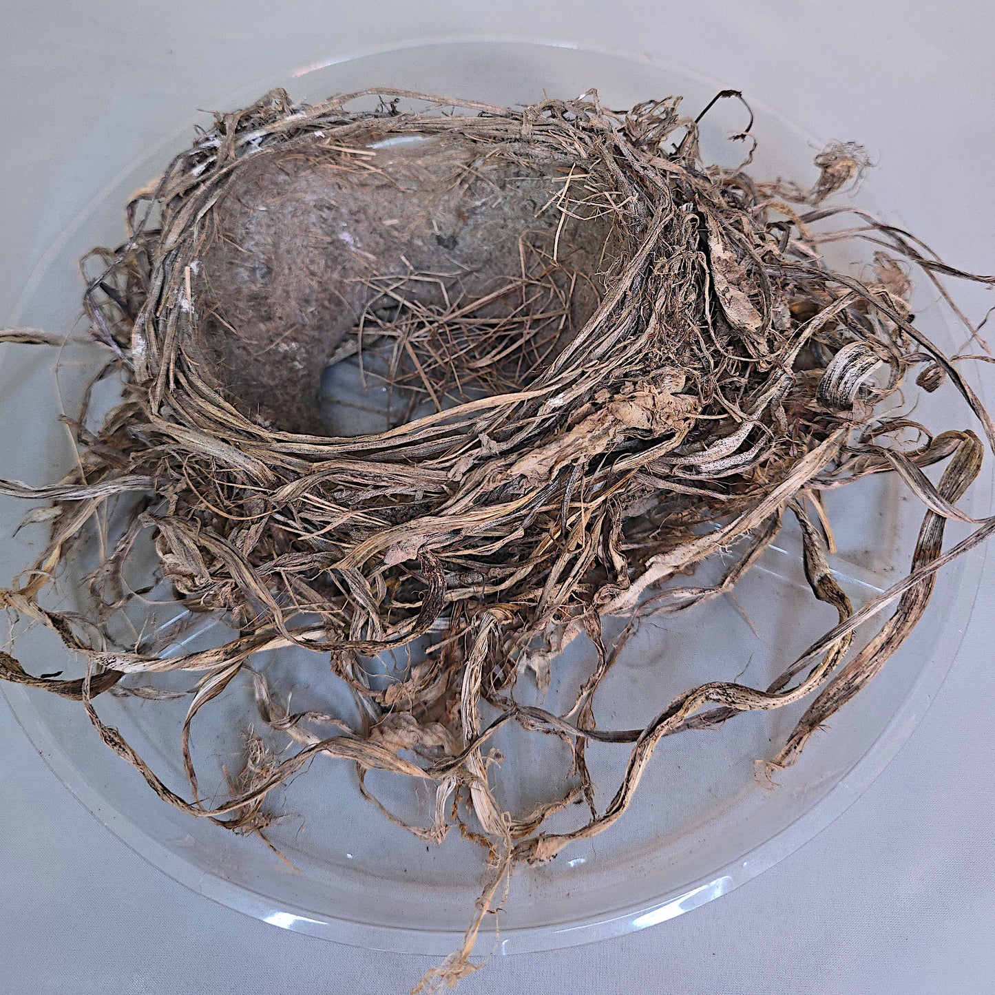 Real Robin Bird Nest, Robin Bird Nest Nature Collection, Ornithology, Taxidermy, Crafts, Education Display