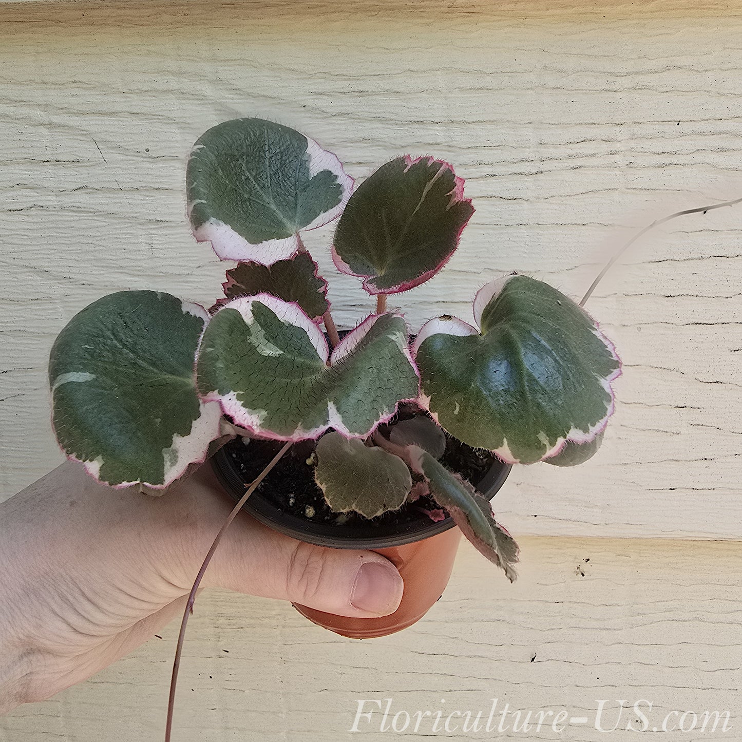 Saxifraga Stolonifera 'Tricolor', Variegated Strawberry Begonia