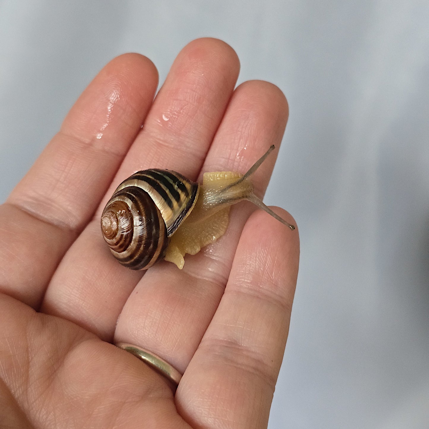 Two (2) various Live Pet Snails (Cepaea Nemoralis), Grove Snails