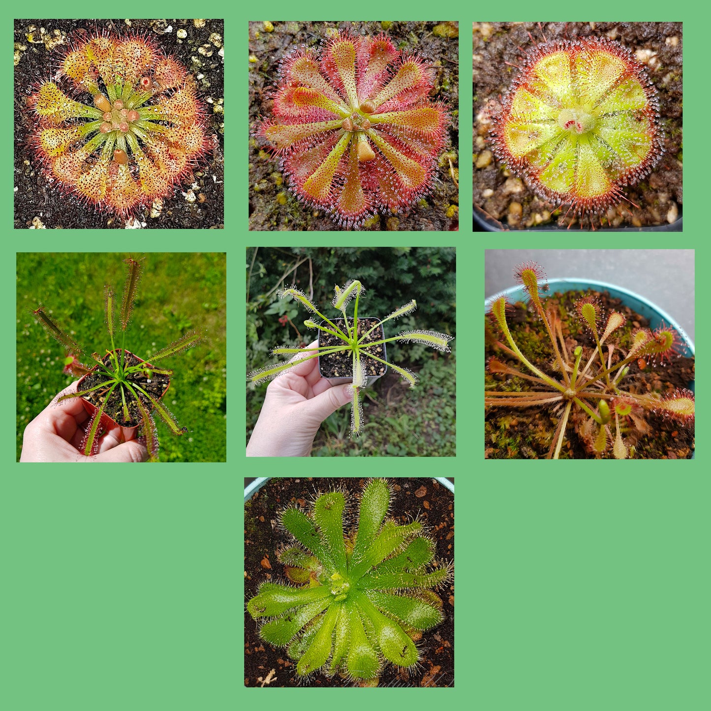 Mix of Sundew Seeds - 35 Seeds, Carnivorous Plants Sundew Seeds Mix