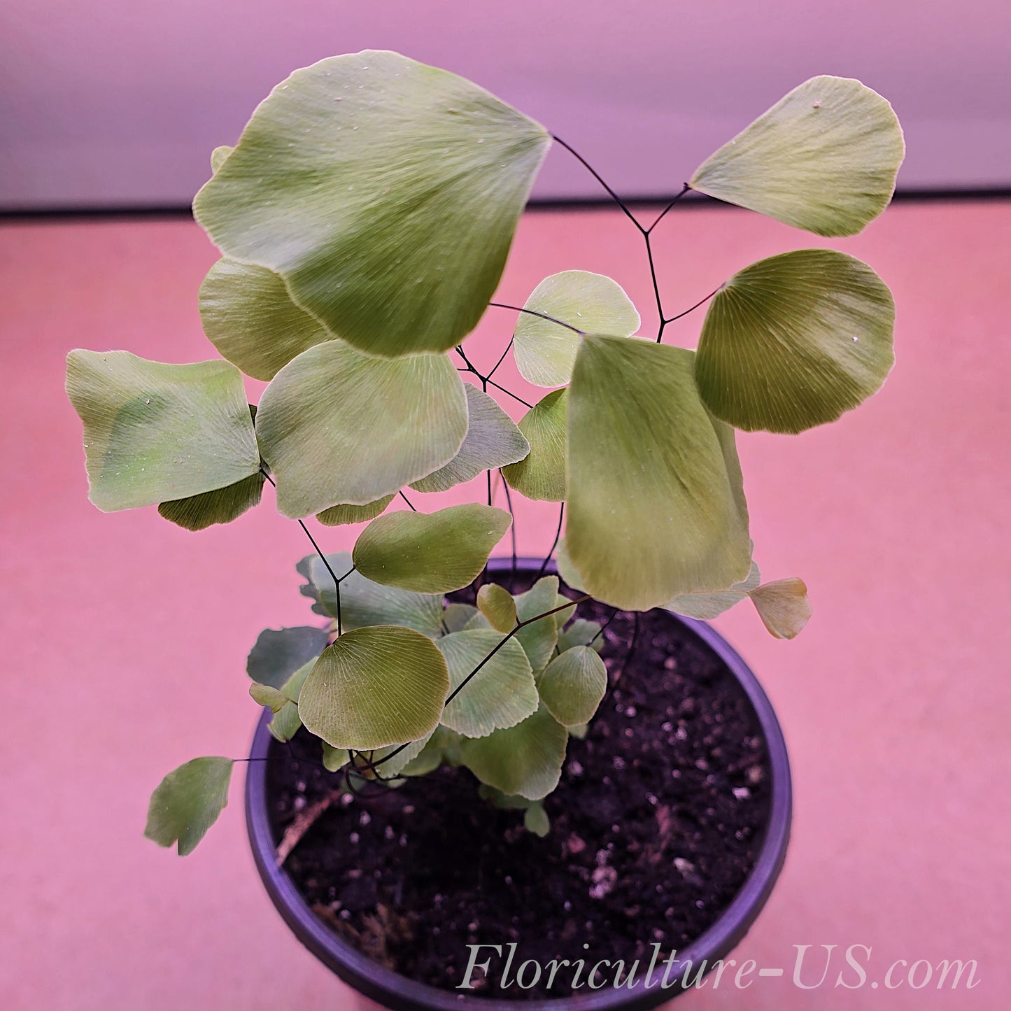 Adiantum Peruvianum, Maidenhair Silver Dollar Fern, Fern