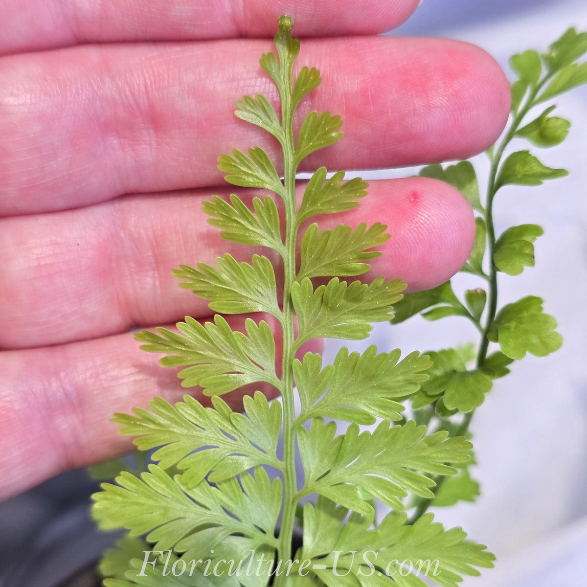 Asplenium Bulbiferum, Mother Fern, Hen, Chickens Fern. Leaf