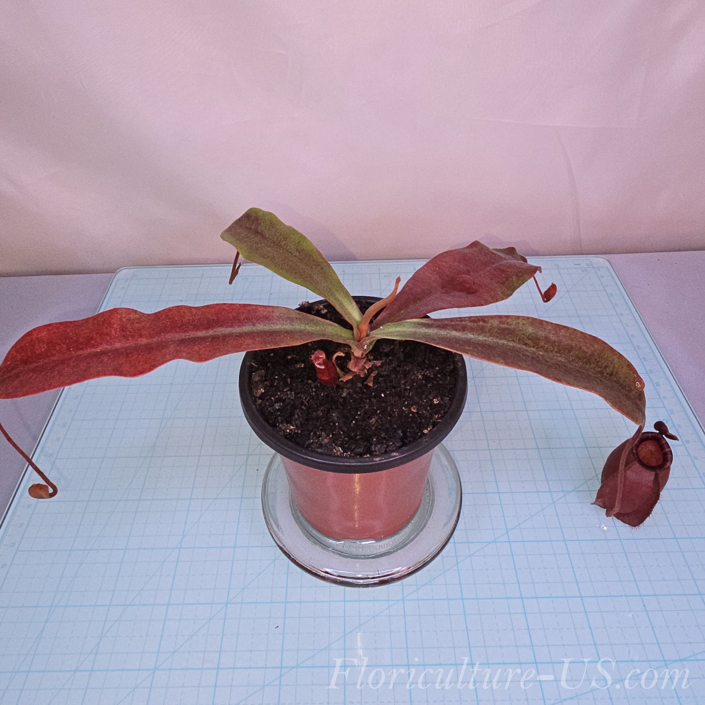 Nepenthes ‘Black Miracle’, Pitcher Plant