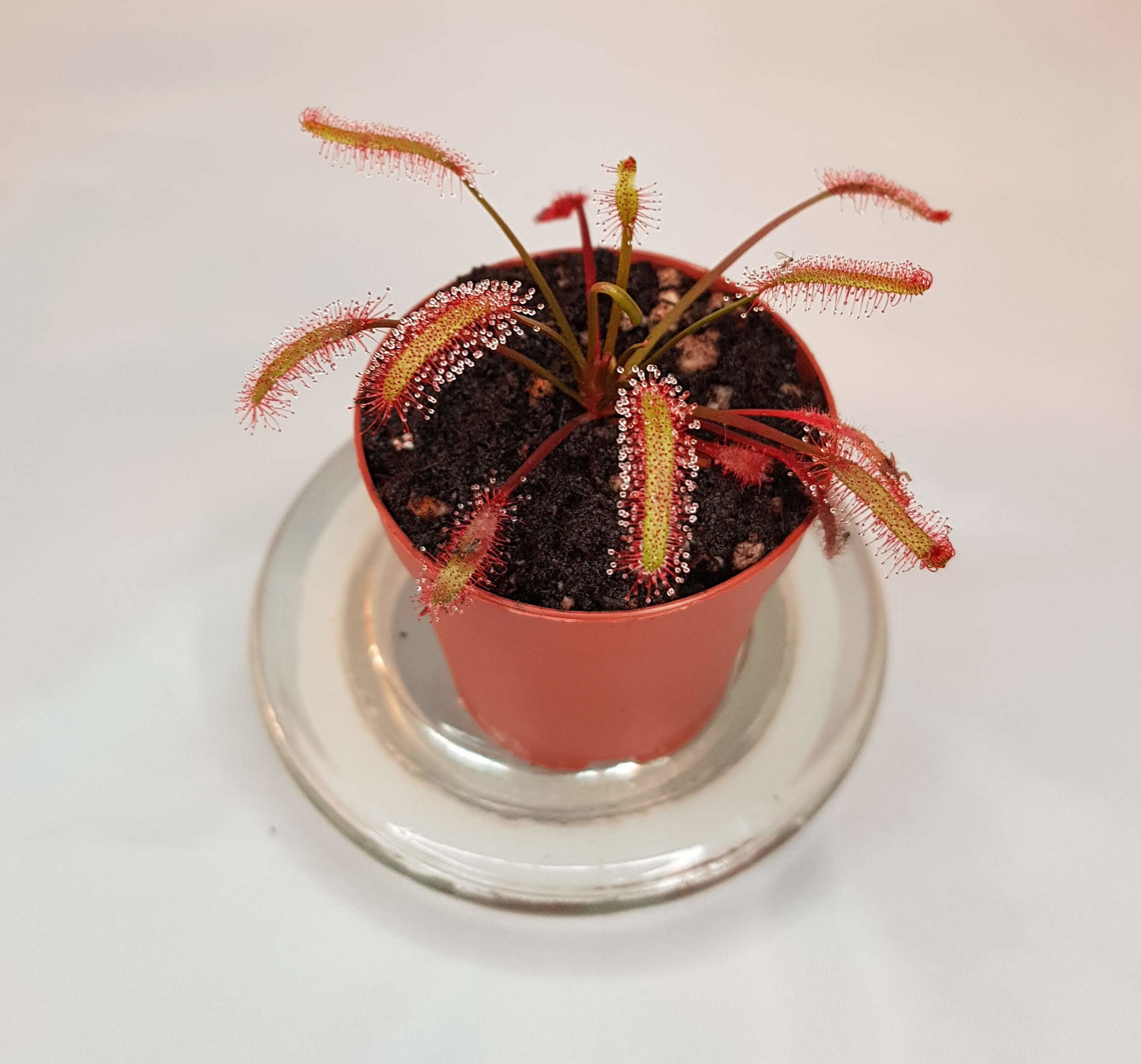 Drosera Capensis "Red", Live Plant, Sundew, Carnivorous Plant